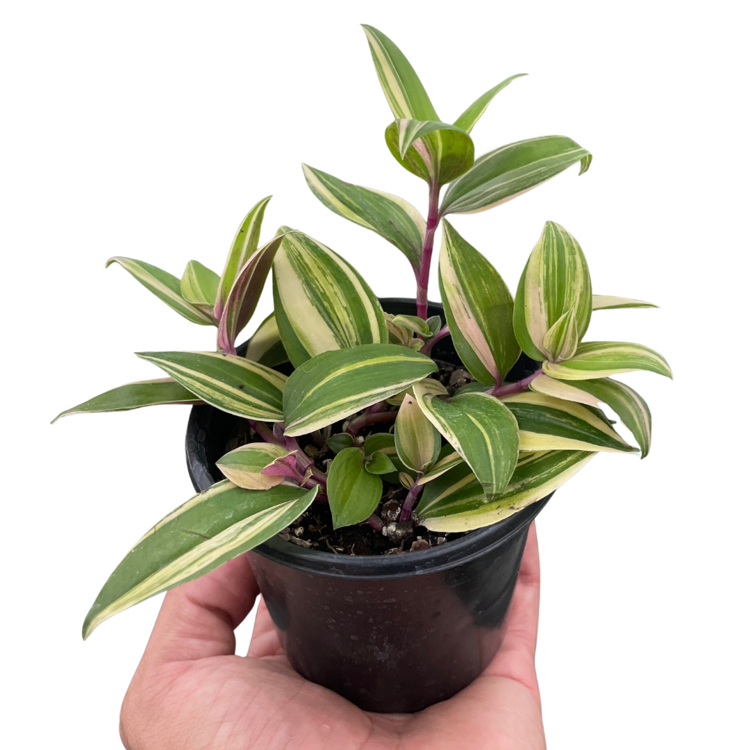 Tradescantia 'Tricolor' - Austin Jungle Co.