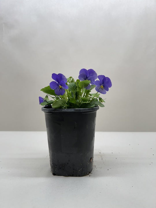 Viola 6" Plant (2pk/$4.5) ($15 Ship/63oz) 4" Pot / Blue Austin Jungle Co.
