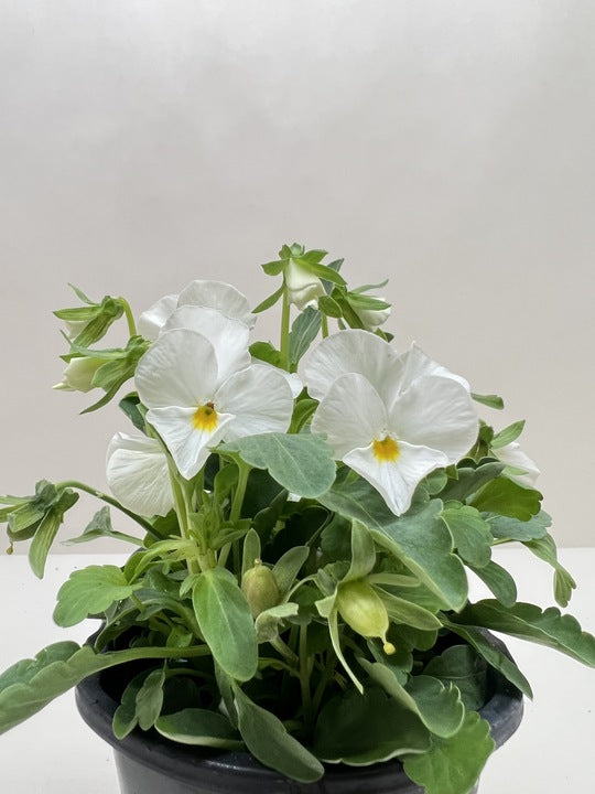 Viola 6" Plant (2pk/$4.5) ($15 Ship/63oz) 4" Pot / Blue Austin Jungle Co.
