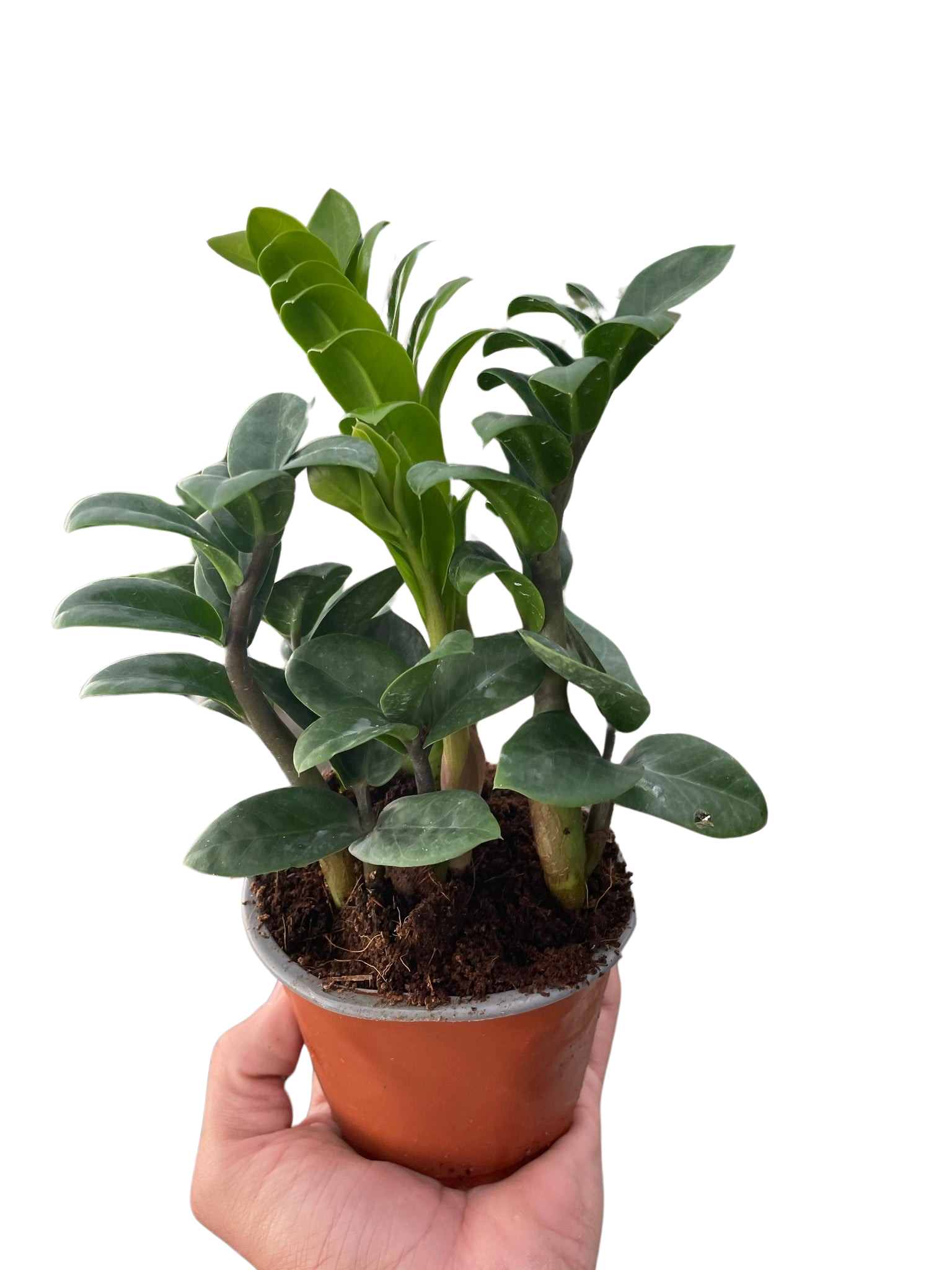 Zamioculcas zamiifolia 'Zenzi' Default 4" Pot Austin Jungle Co.