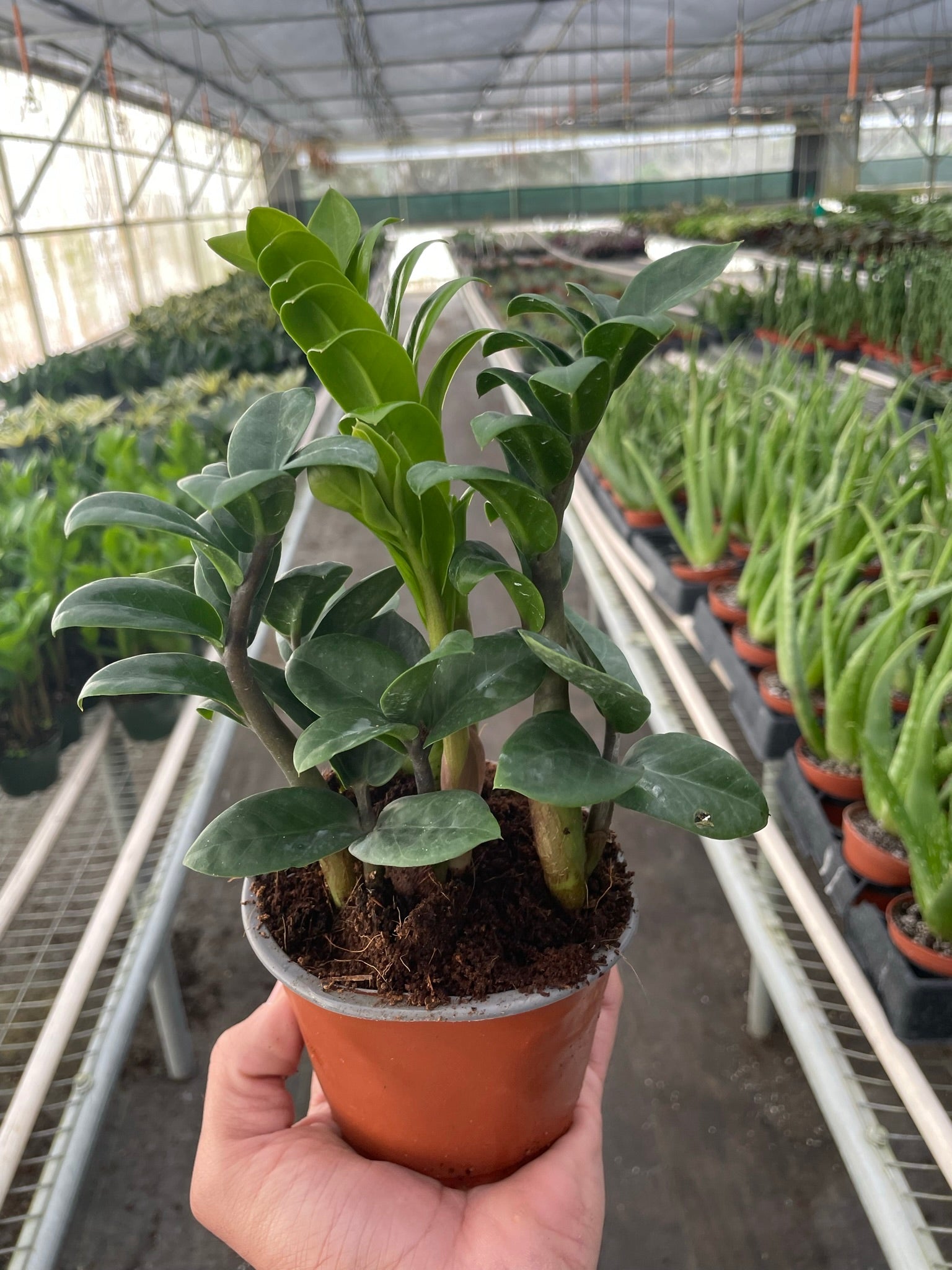 Zamioculcas zamiifolia 'Zenzi' Default 4" Pot Austin Jungle Co.