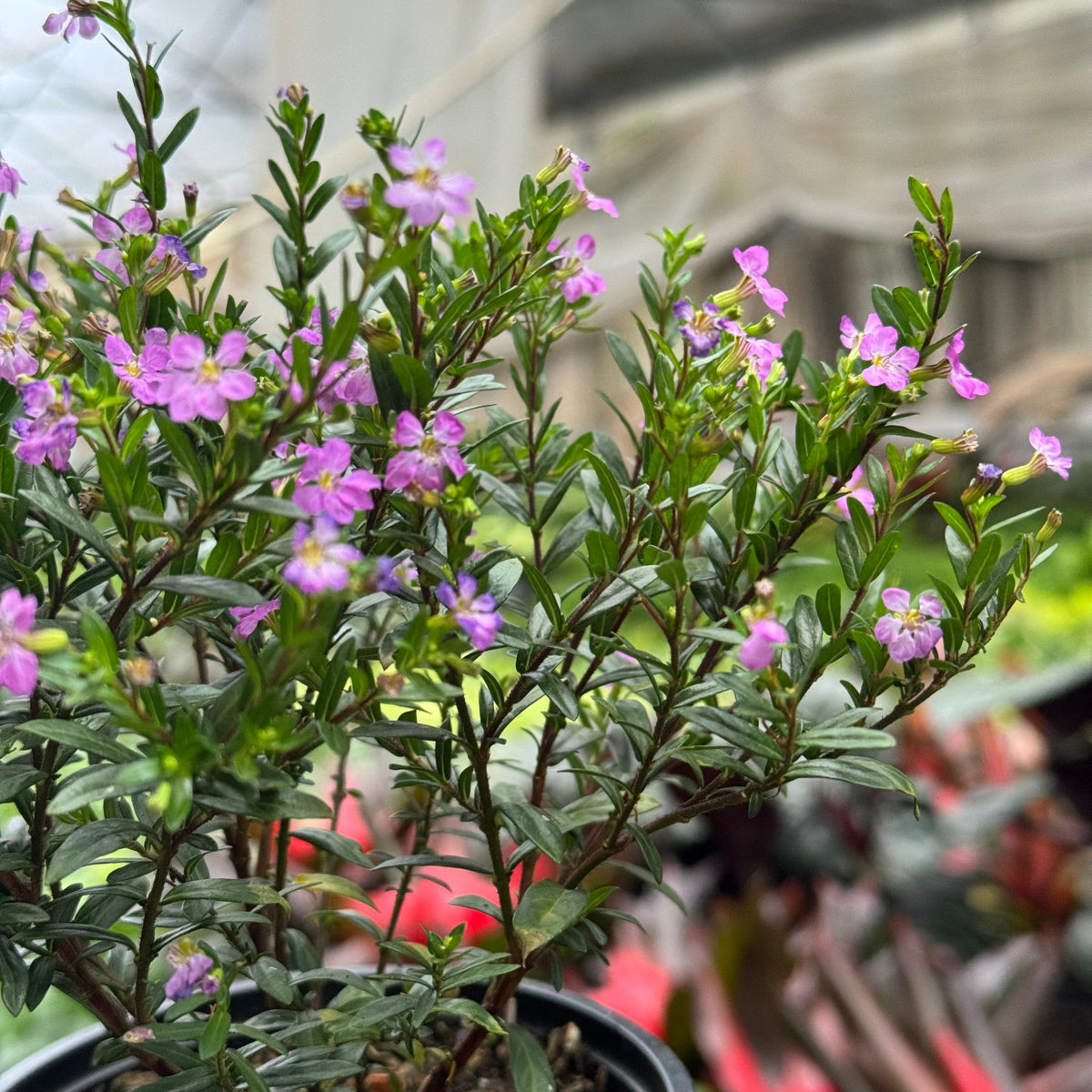 Cuphea Floriglory live plant, photo 7 - Austin Jungle Co.