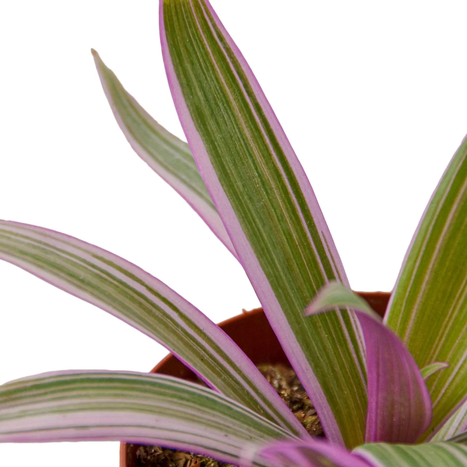 Oyster Plant 'Moses in the Cradle' Default 4" Pot Austin Jungle Co.