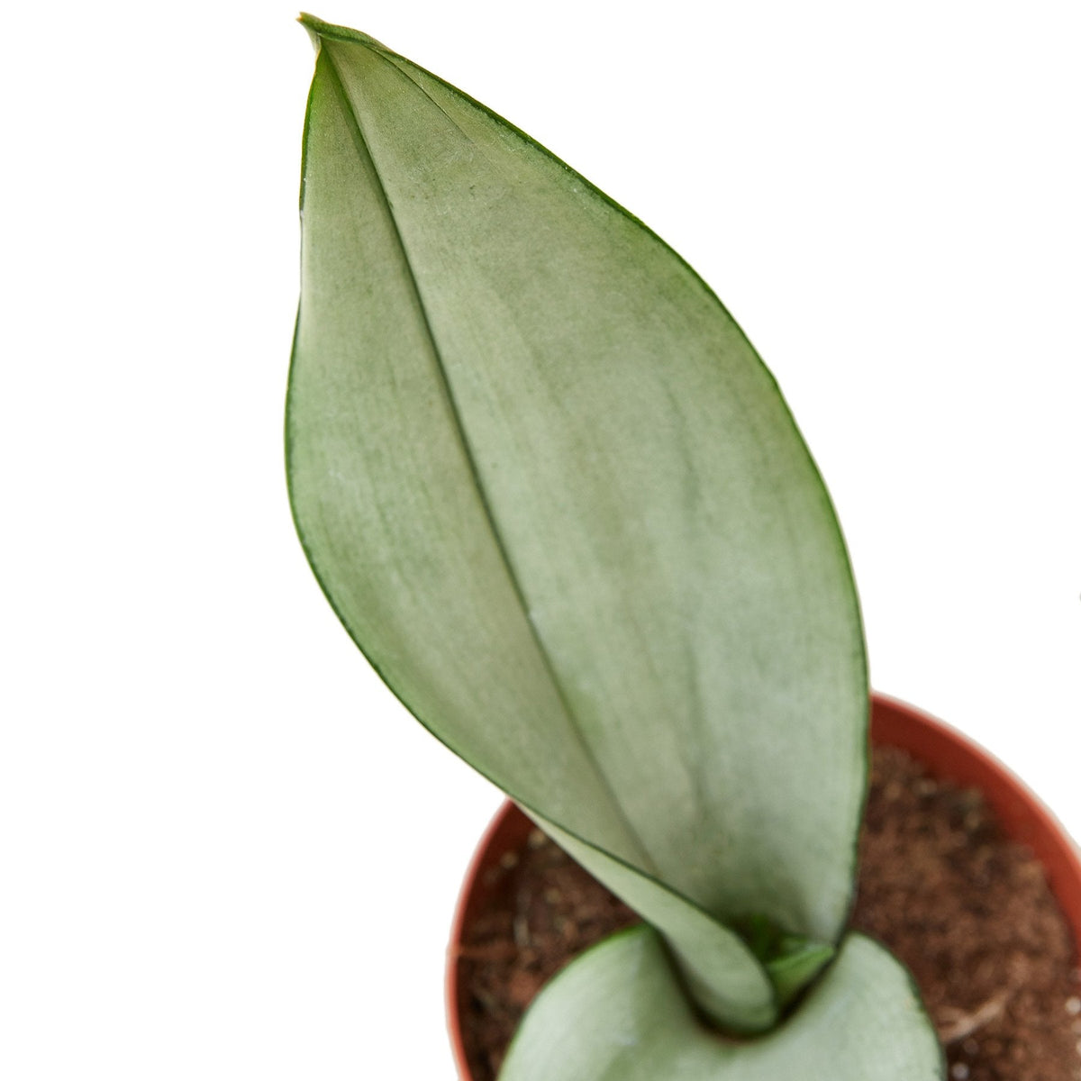 Snake Plant 'Moonshine' live plant, photo 2 - Austin Jungle Co.