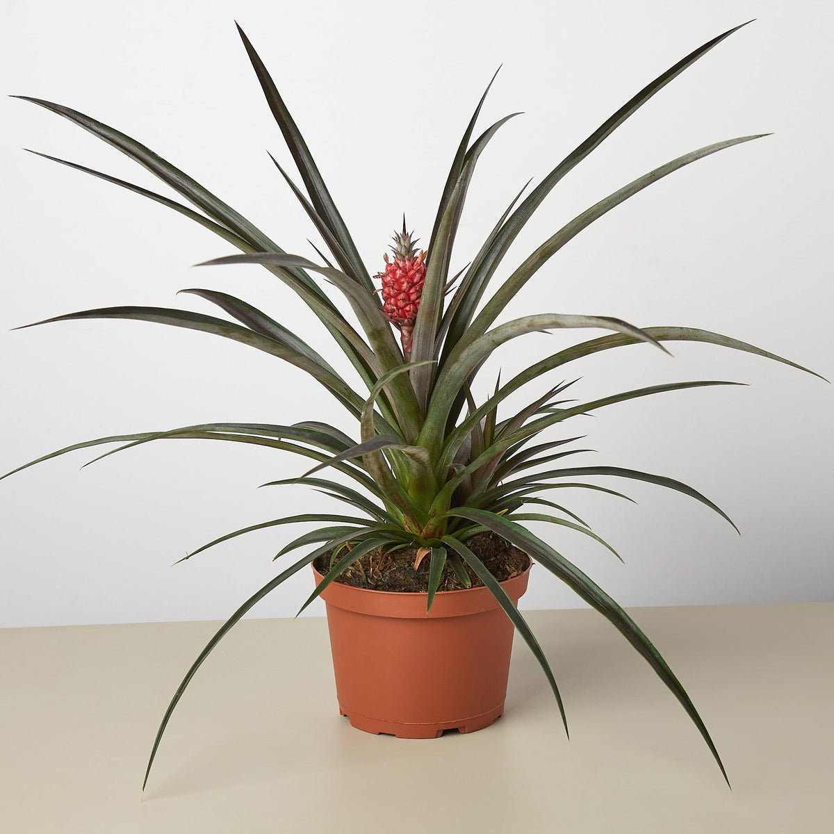Bromeliad 'Red Pineapple' live plant, photo 2 - Austin Jungle Co.