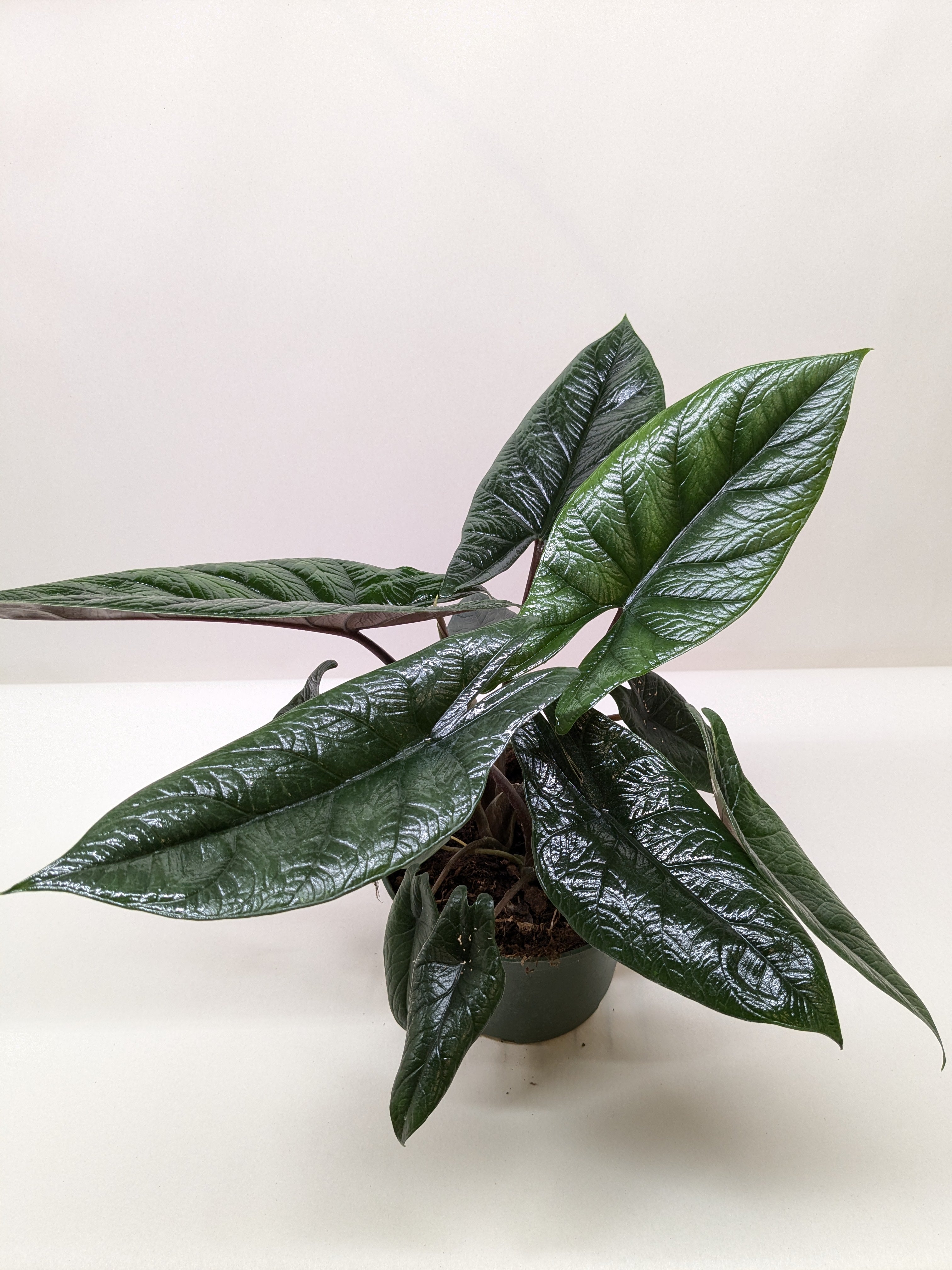 Alocasia 'Scalprum'
