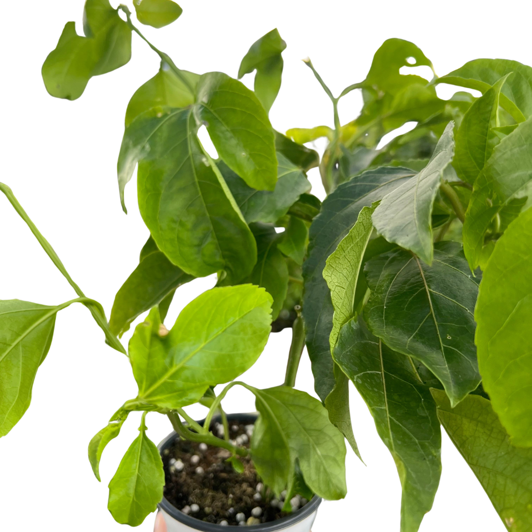 ED Passion Fruit Indoor Plants 4" Pot Austin Jungle Co.