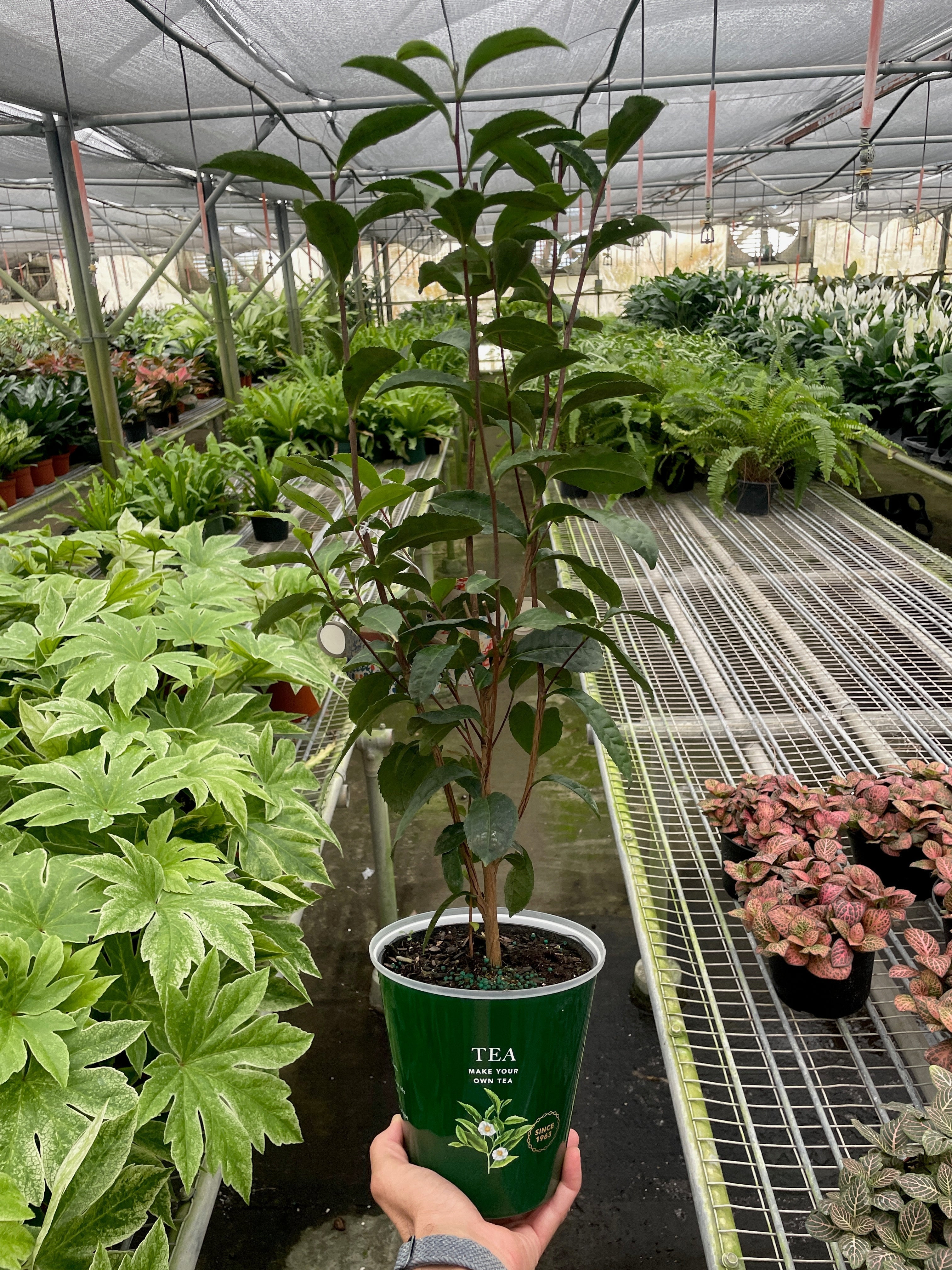ED Tea Indoor Plants 6" Pot Austin Jungle Co.