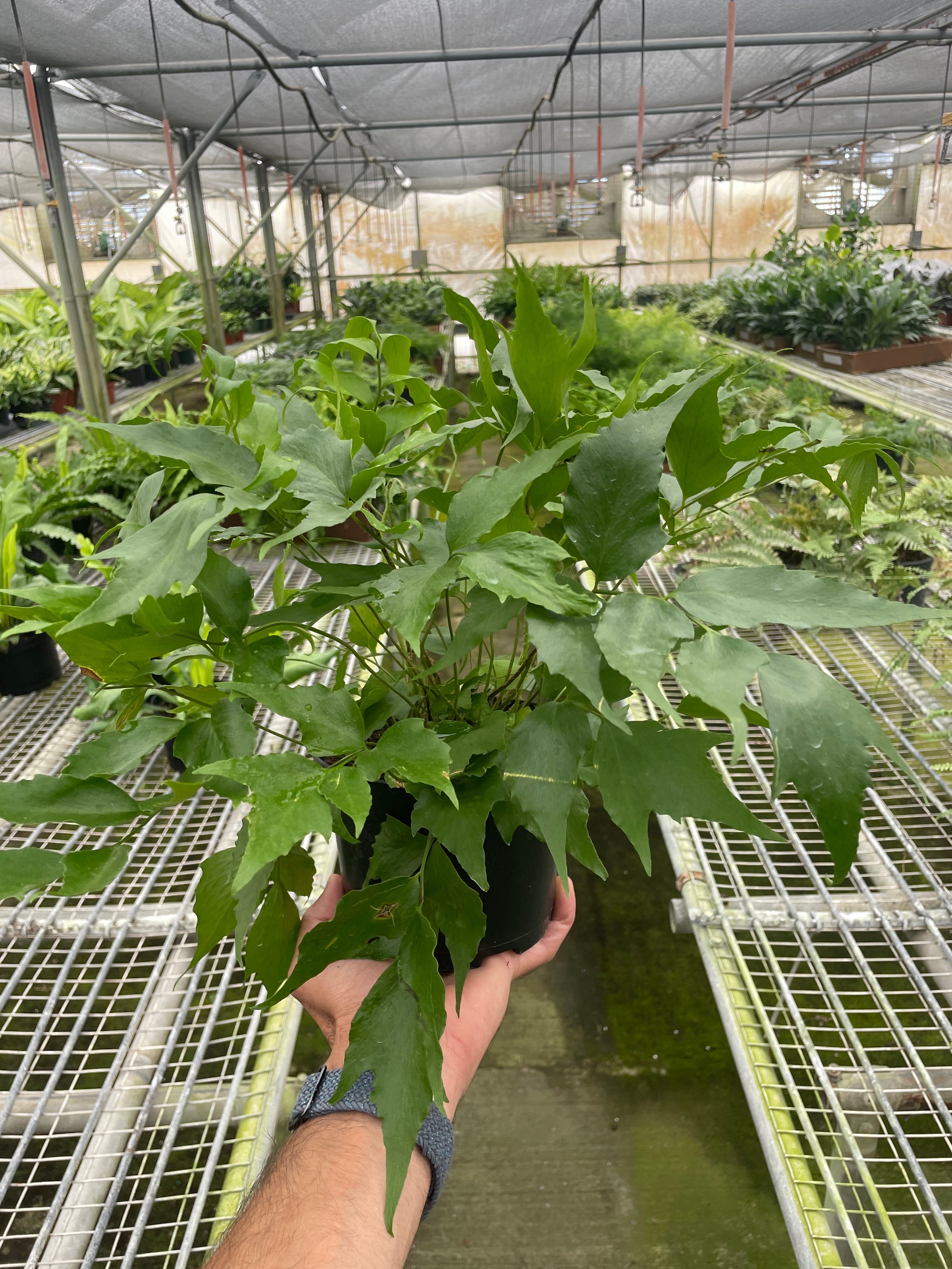 Fern 'Holly' - Austin Jungle Co.