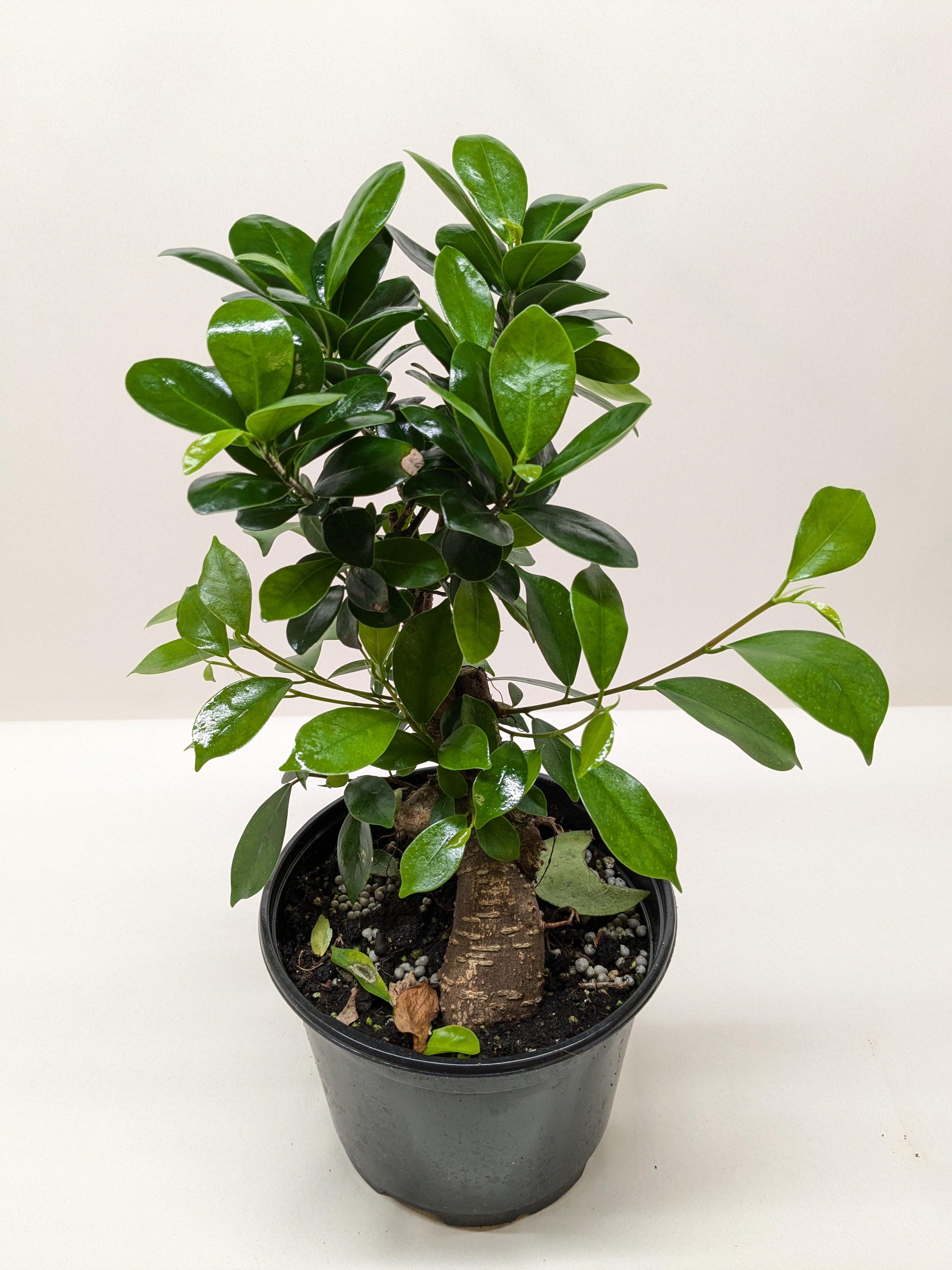 Ficus 'Ginseng'