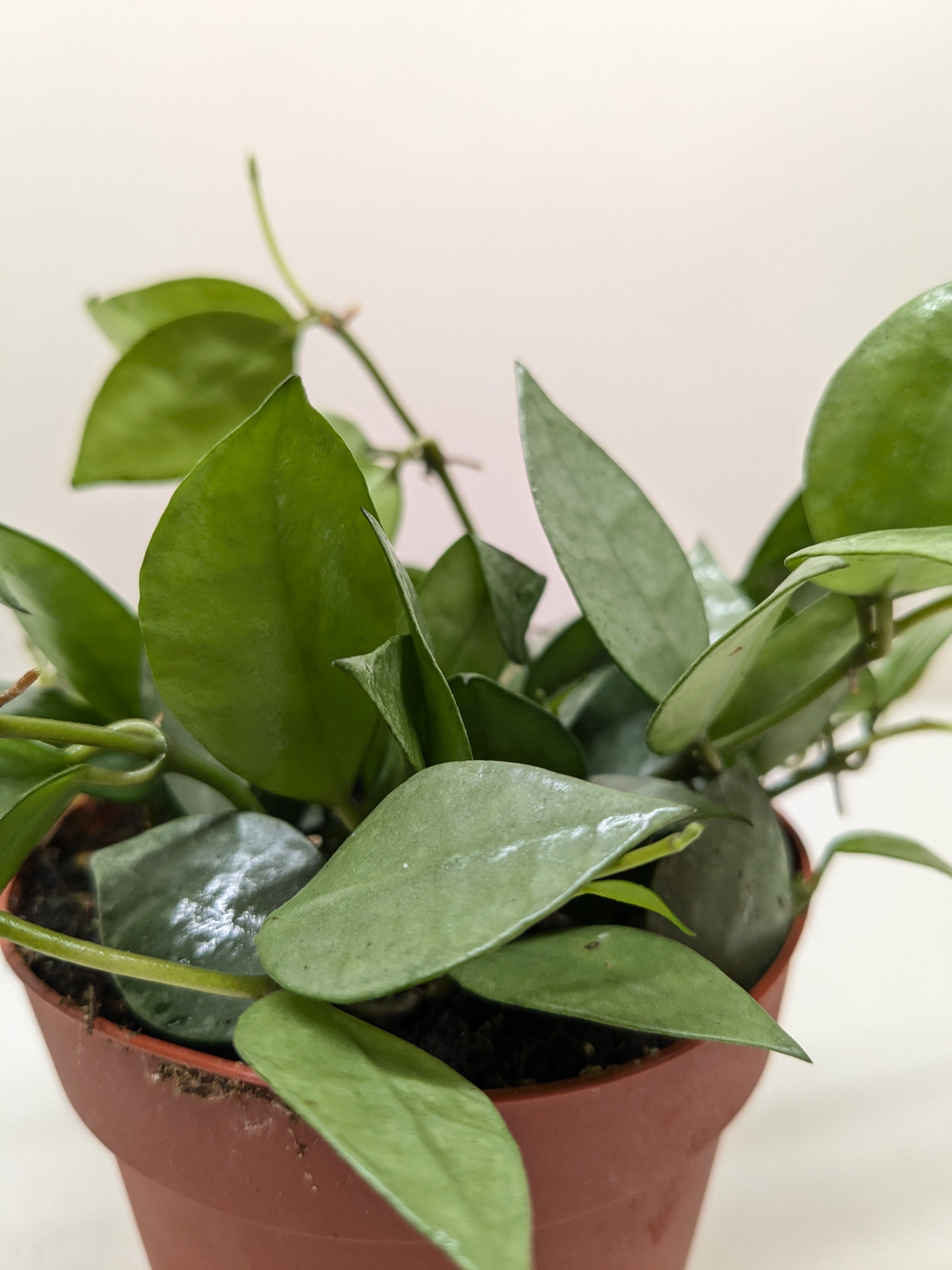Hoya 'Krohniana Super Silver' - Austin Jungle Co.