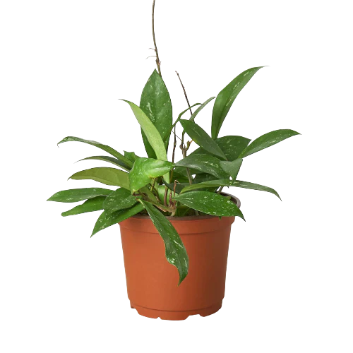 Hoya 'Publicalyx' - Austin Jungle Co.