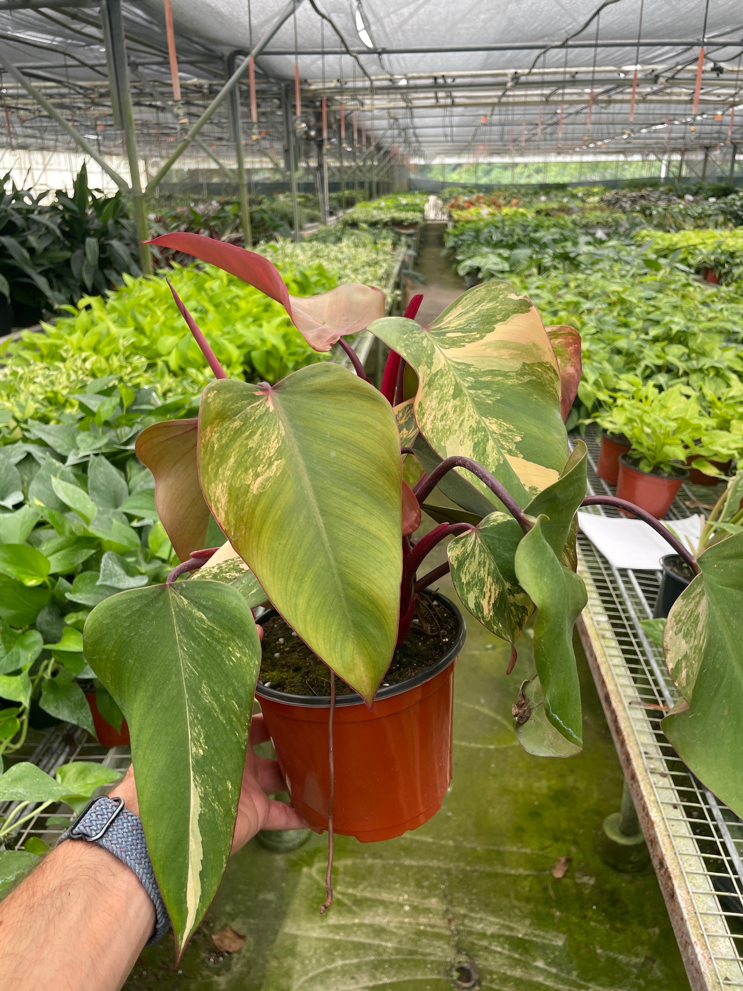 Philodendron 'Strawberry Shake' - Austin Jungle Co.