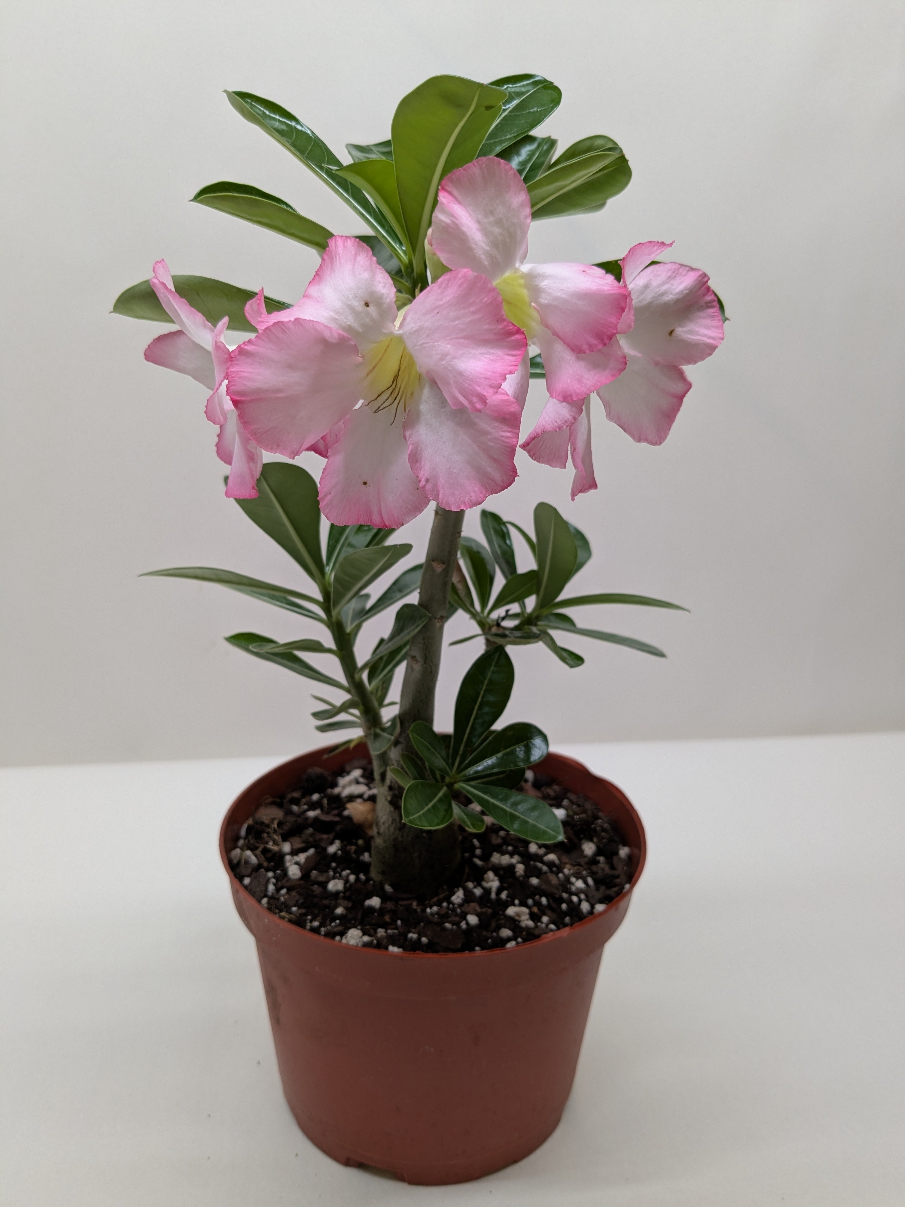 Succulent Adenium Obesum 'Desert Rose'