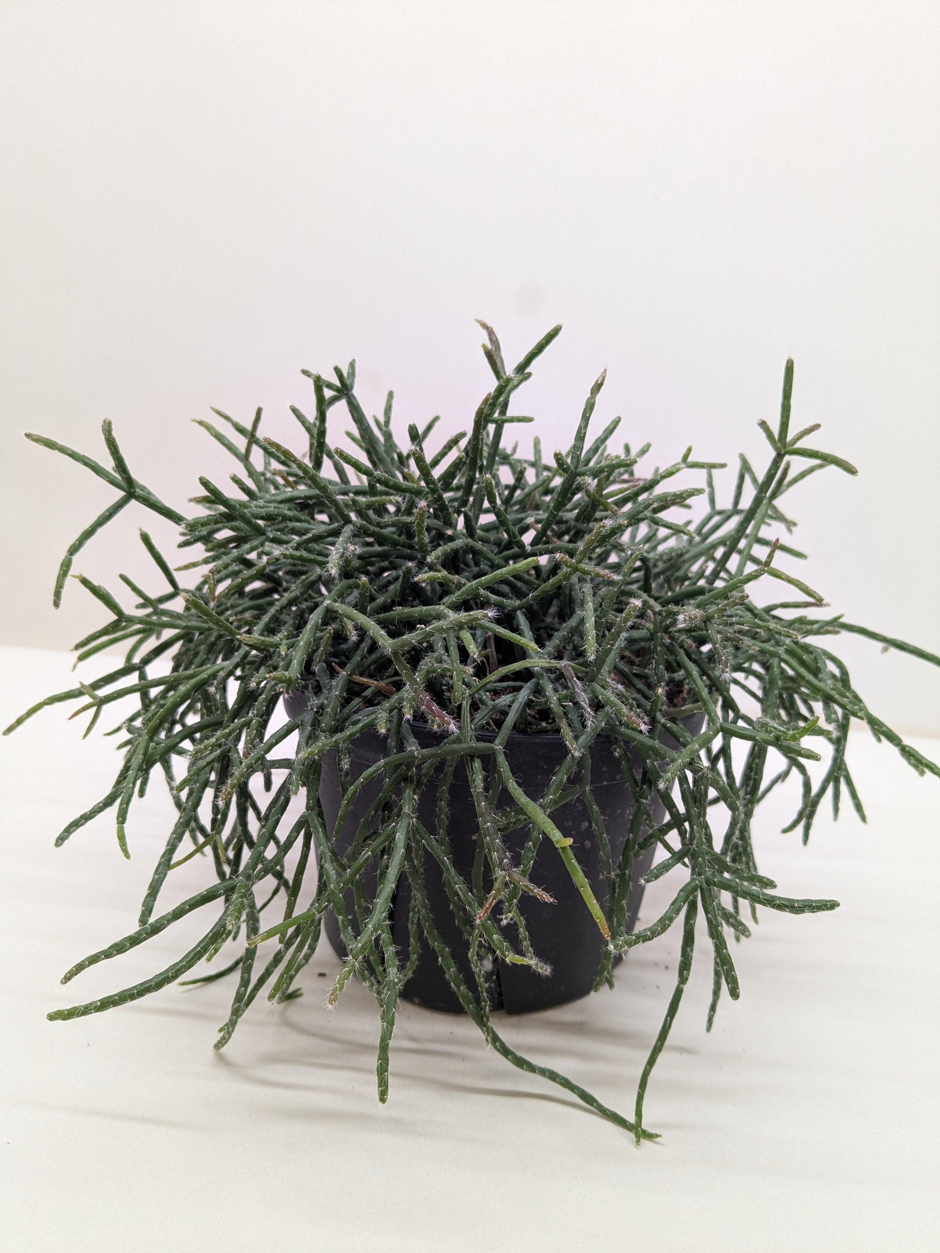 Succulent Cactus 'Mistletoe' Succulent 6" Pot Austin Jungle Co.