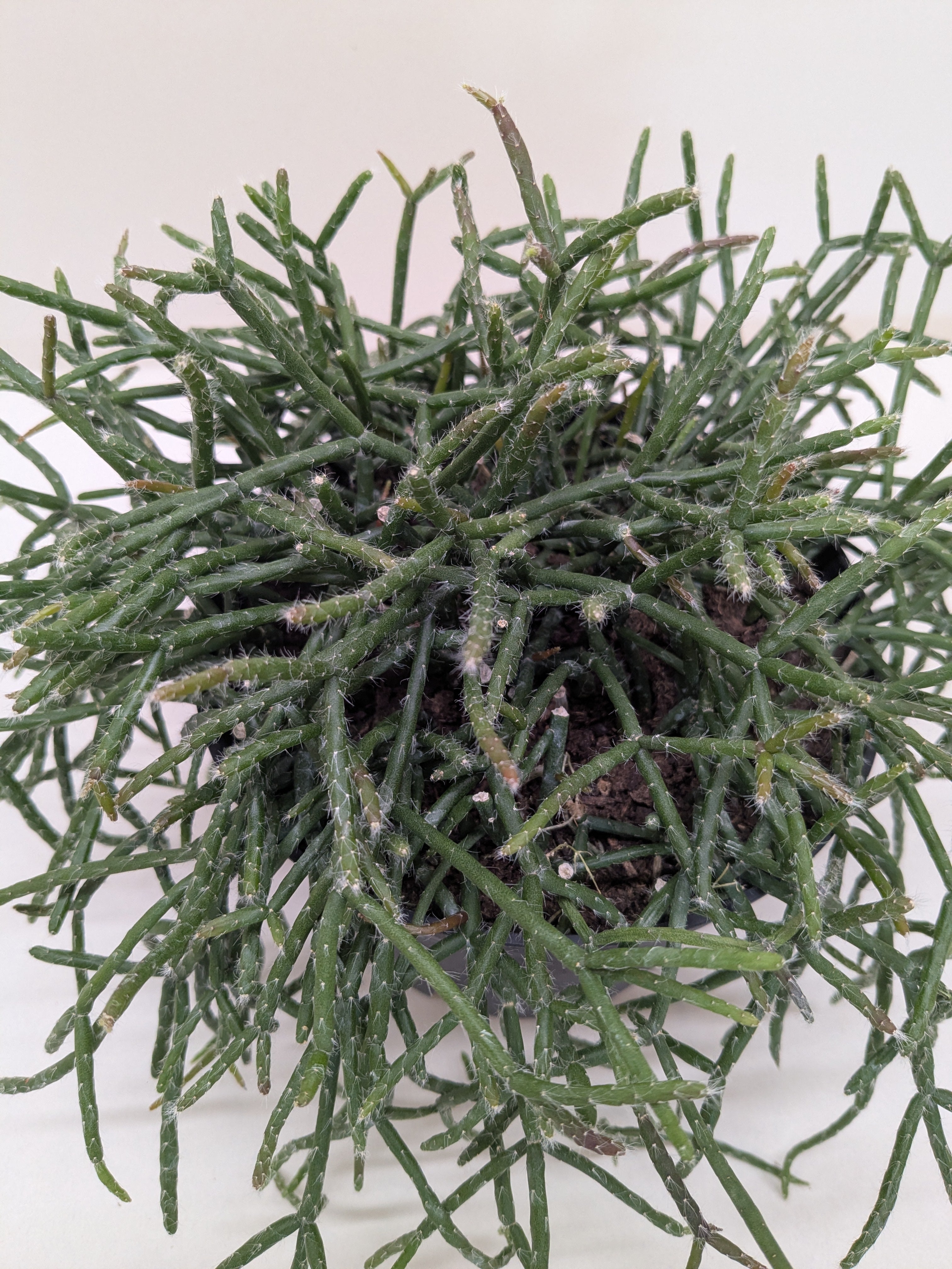 Succulent Cactus 'Mistletoe' Succulent 4" Pot Austin Jungle Co.