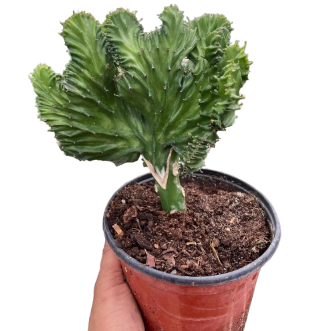Succulent Euphorbia Lactea Mermaid Tail 6" Pot Austin Jungle Co.
