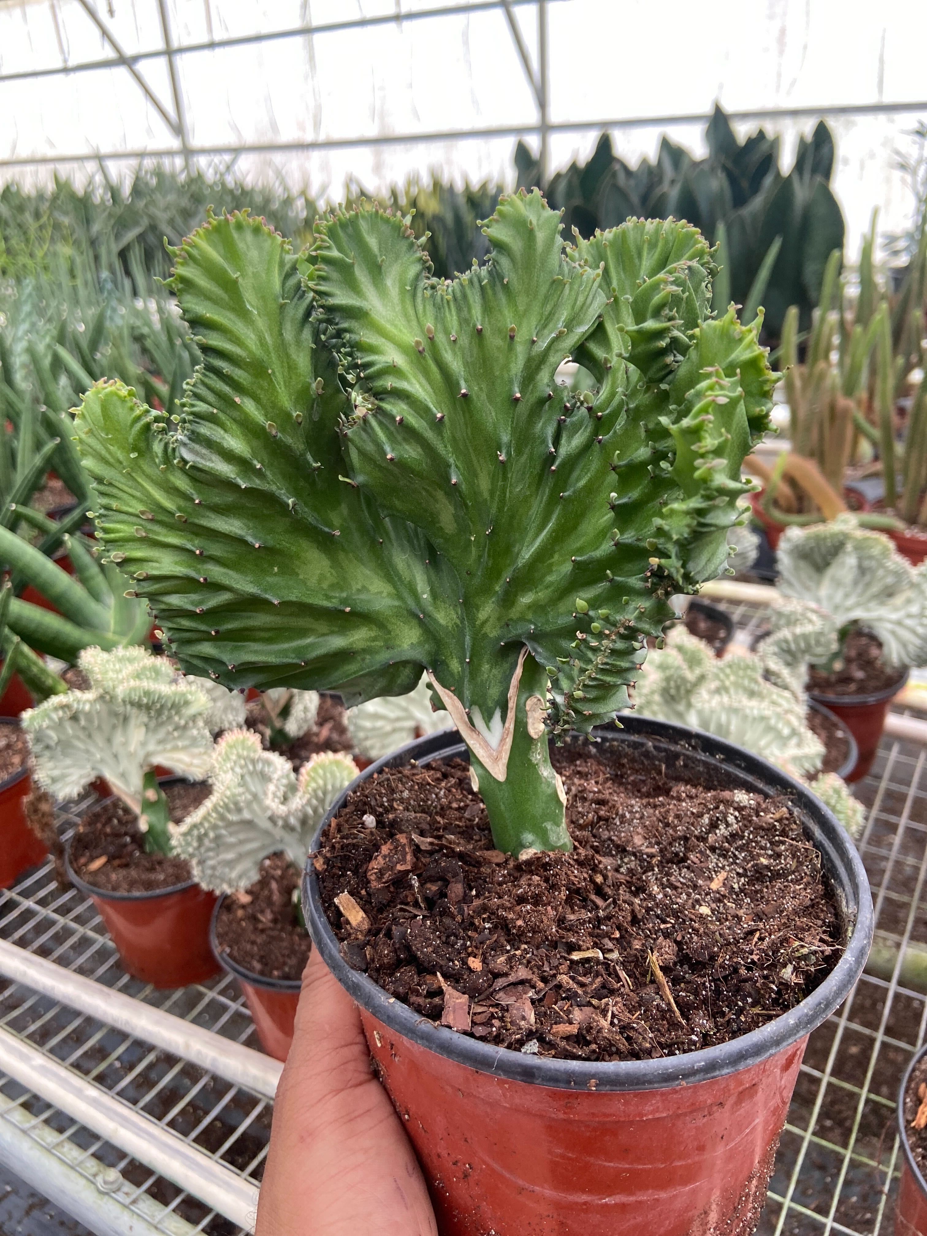 Succulent Euphorbia Lactea Mermaid Tail 6" Pot Austin Jungle Co.