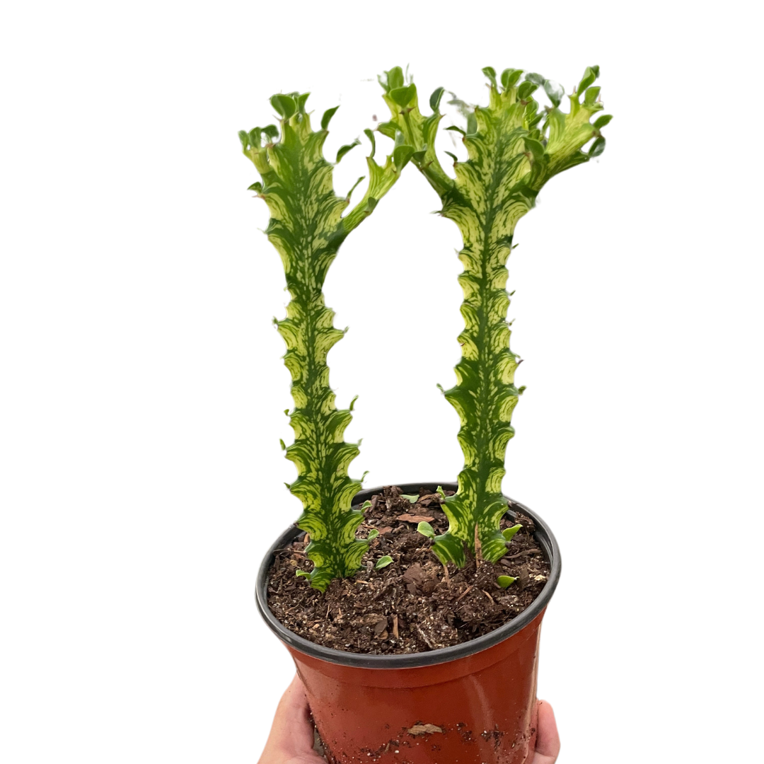 Euphorbia 'Mint Cream' - Austin Jungle Co.