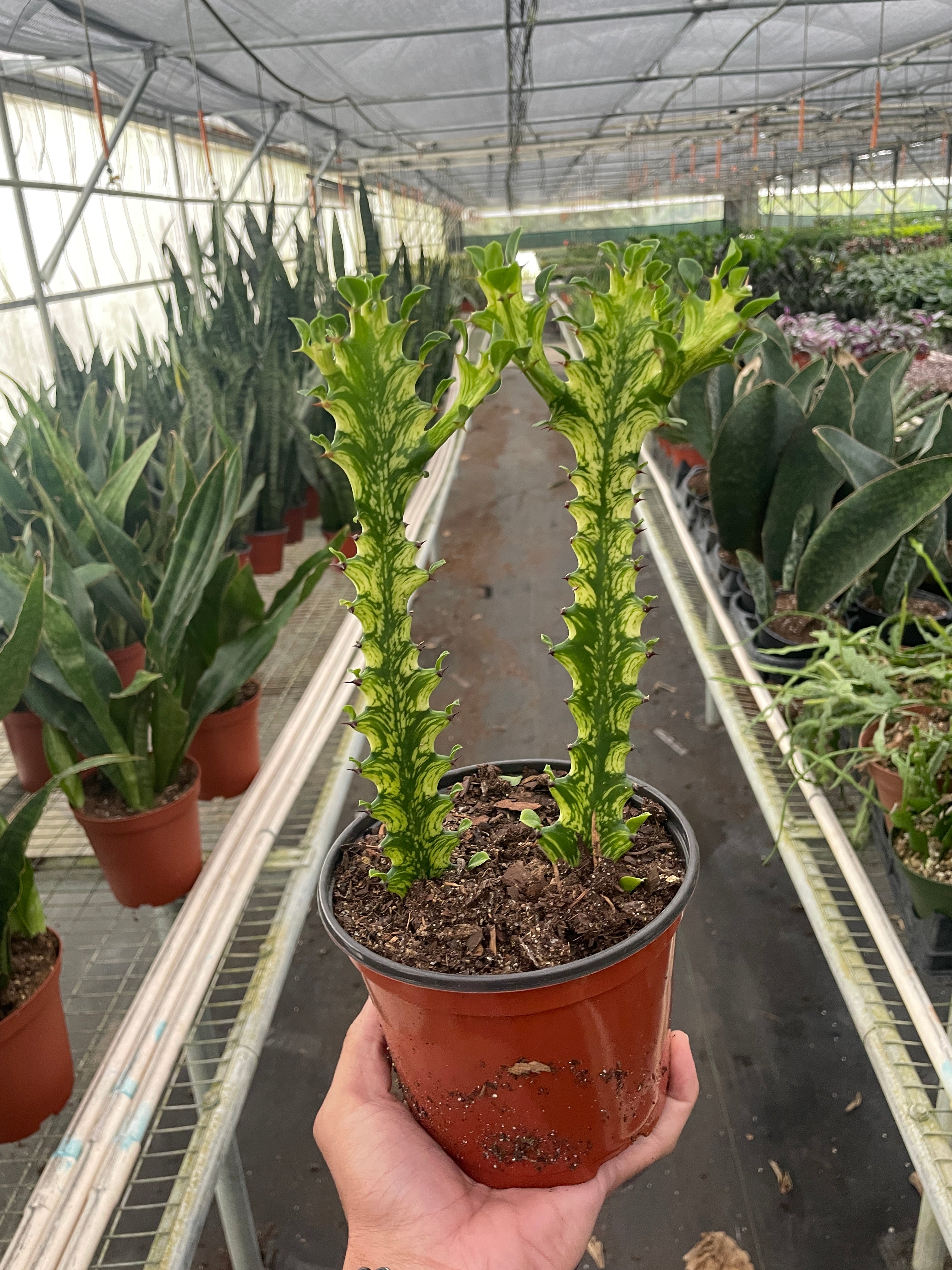 Euphorbia 'Mint Cream' - Austin Jungle Co.