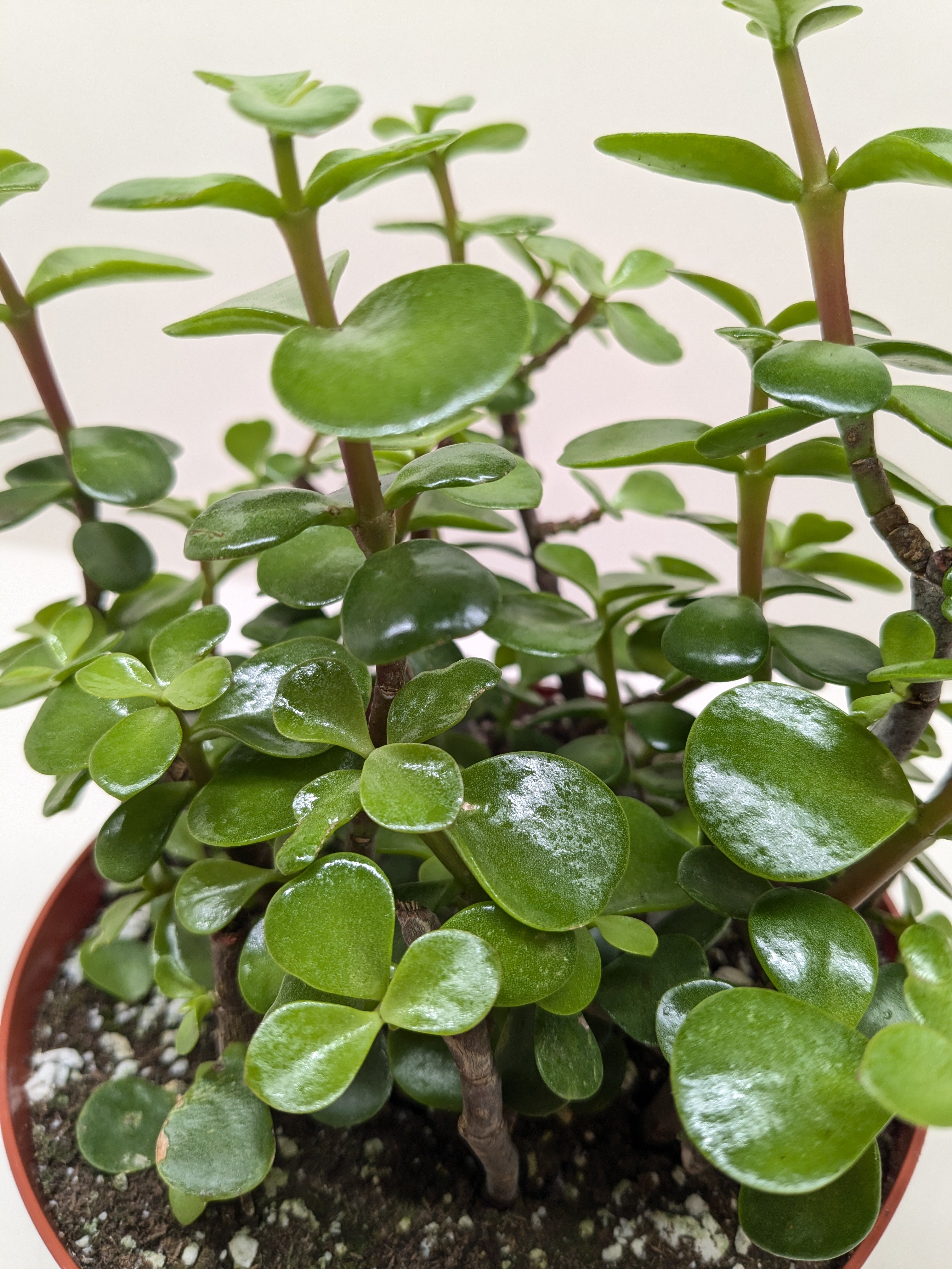 Succulent 'Elephant Bush' Succulent 4" Pot Austin Jungle Co.