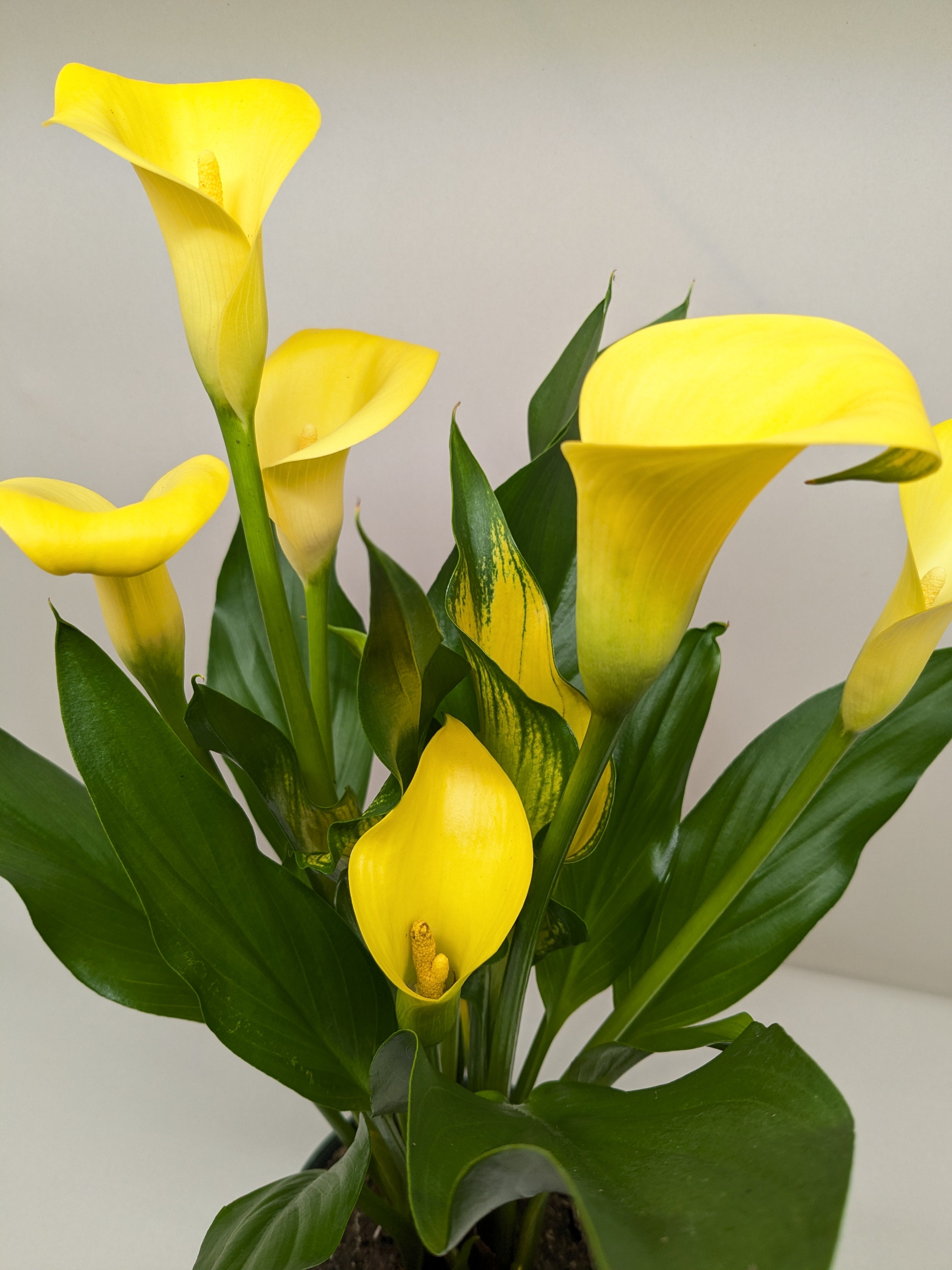 Calla Lily