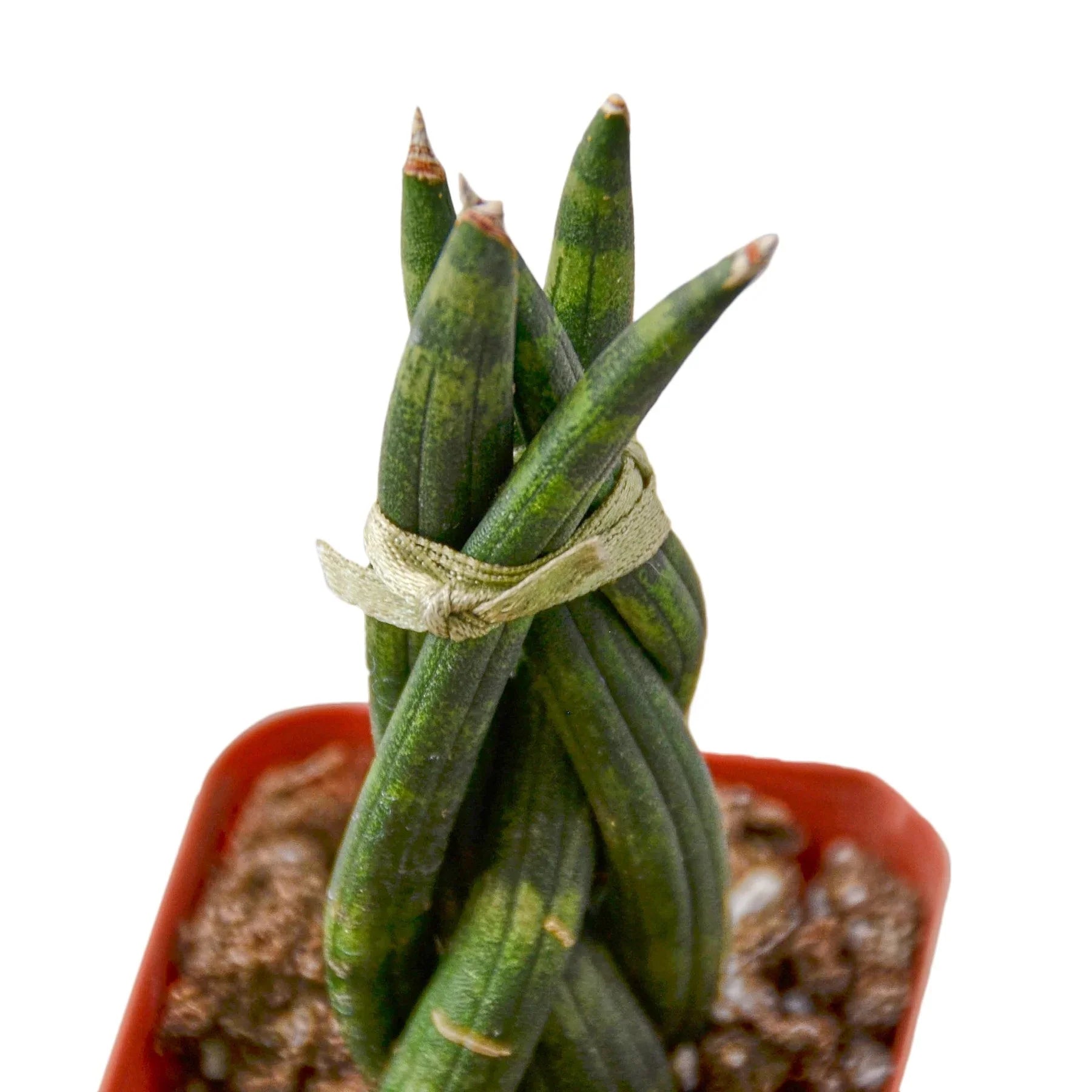 Snake Plant Braided - Austin Jungle Co.