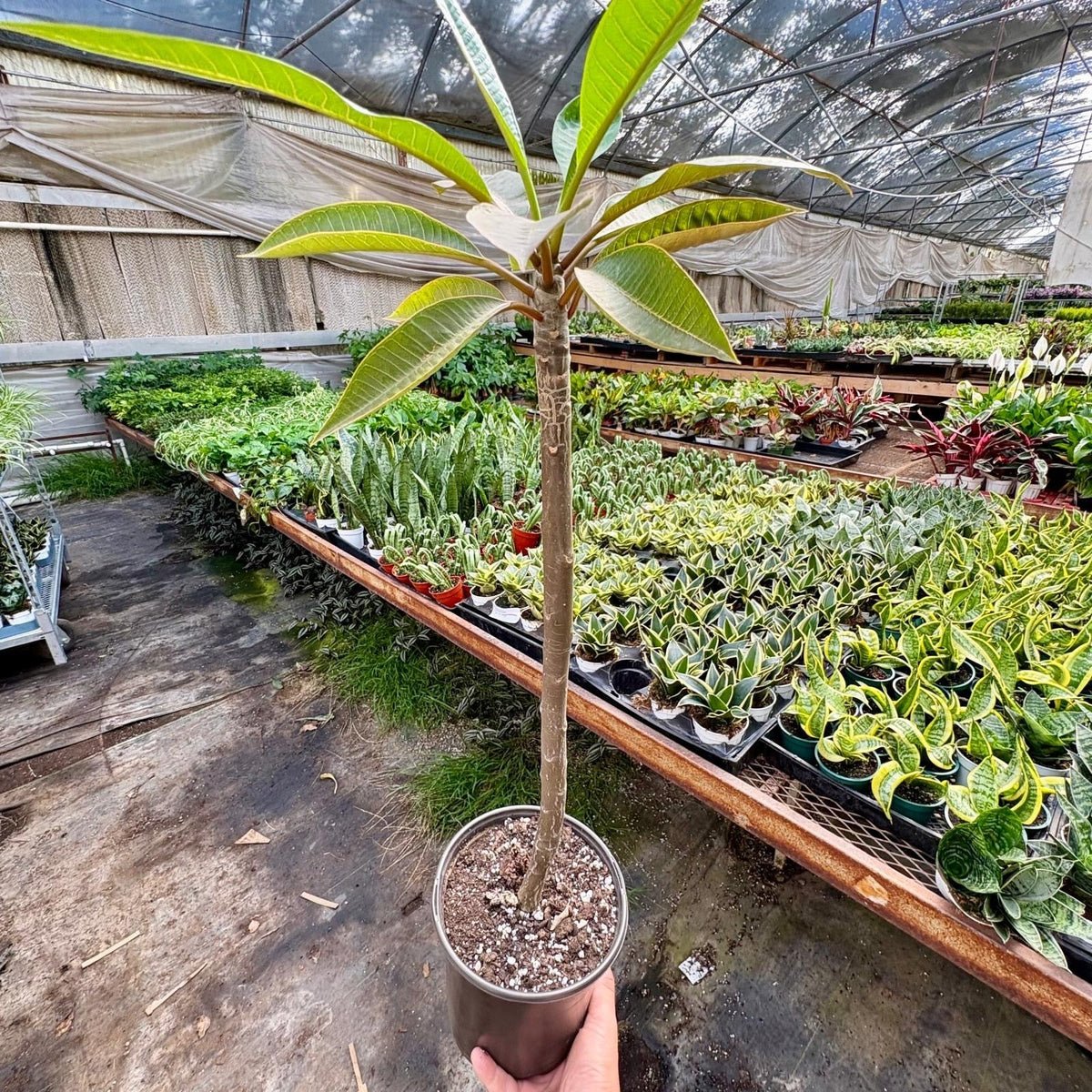 Plumeria Rubra Acutifolia live plant, photo 4 - Austin Jungle Co.