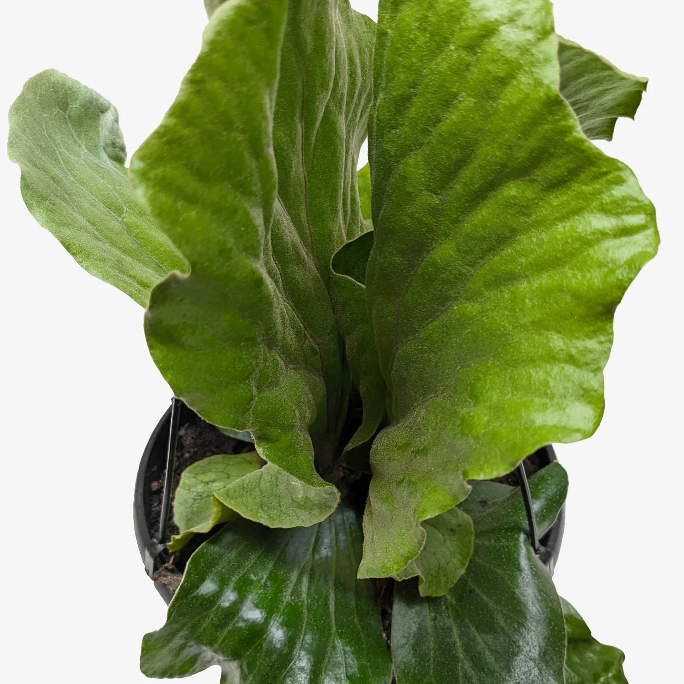 Elephant Ear Staghorn Fern