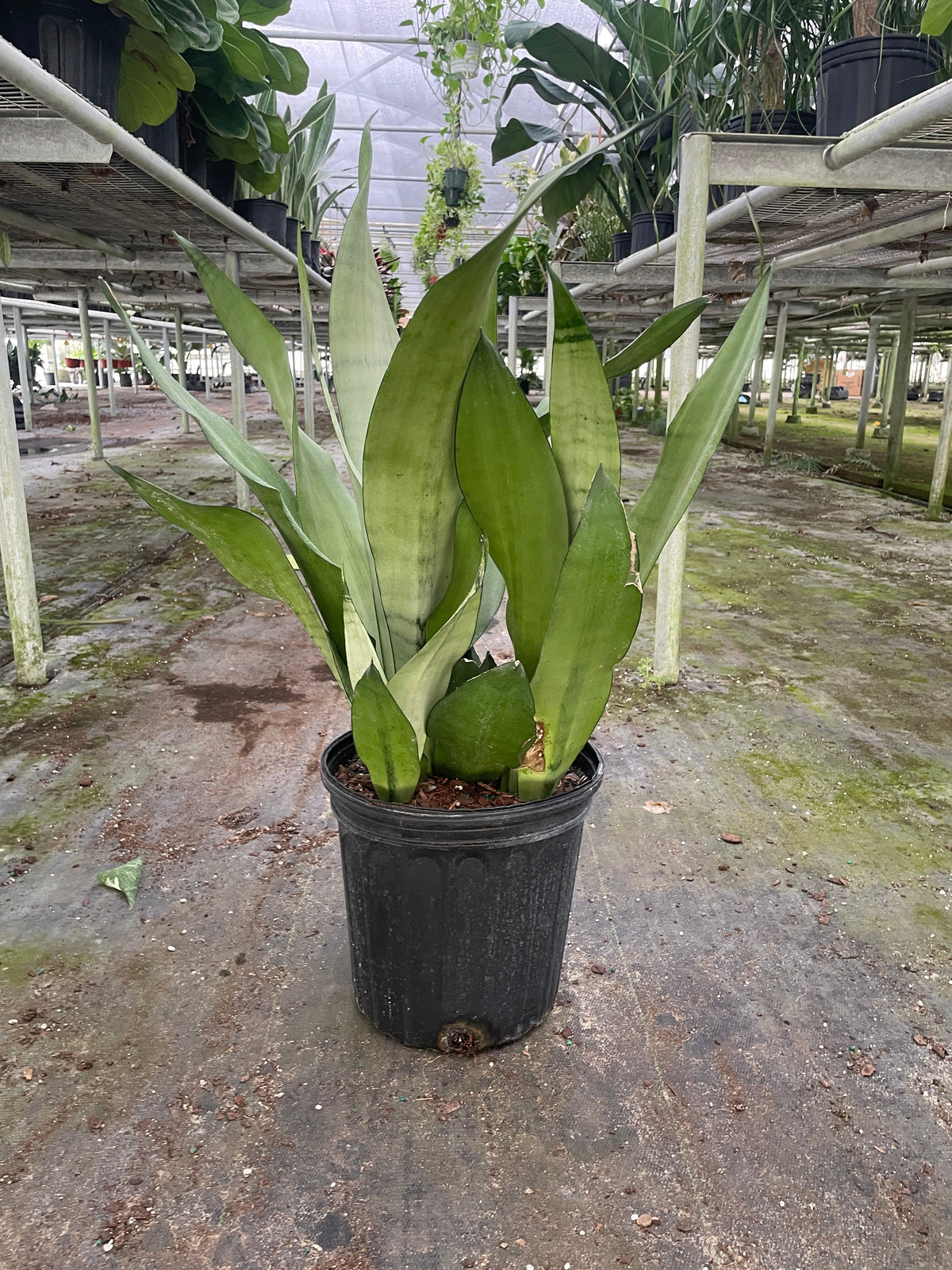 Snake Plant 'Moonshine' live plant, photo 5 - Austin Jungle Co.