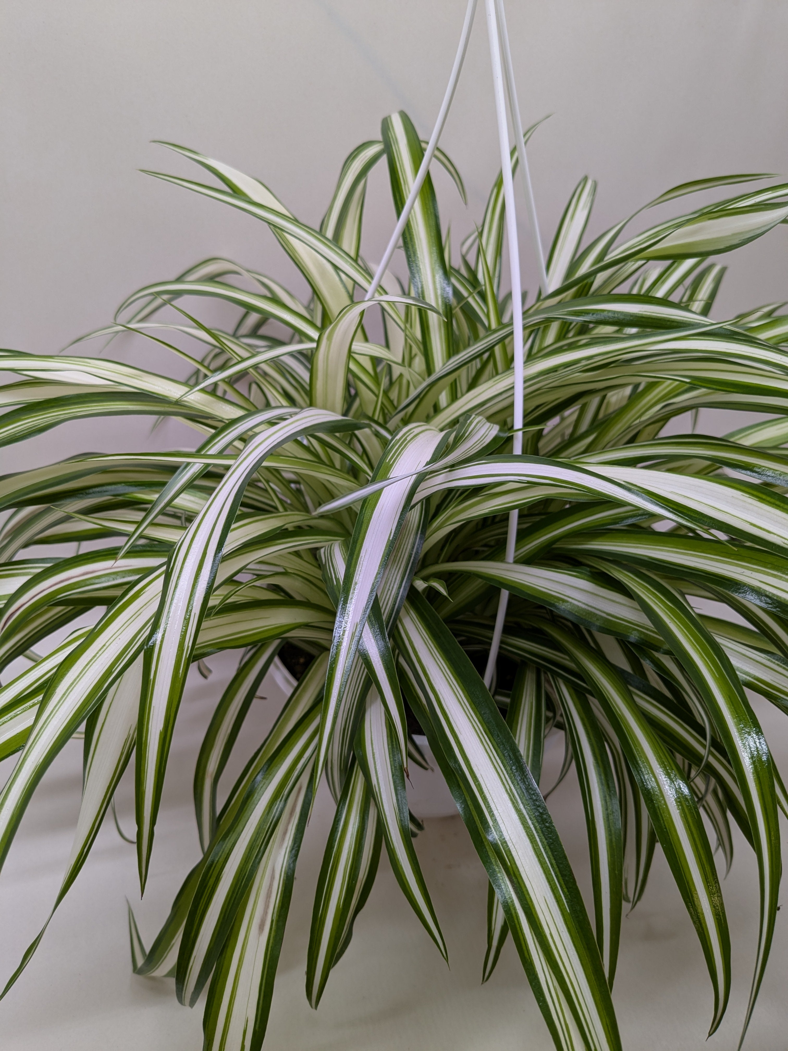 Spider Plant Reverse