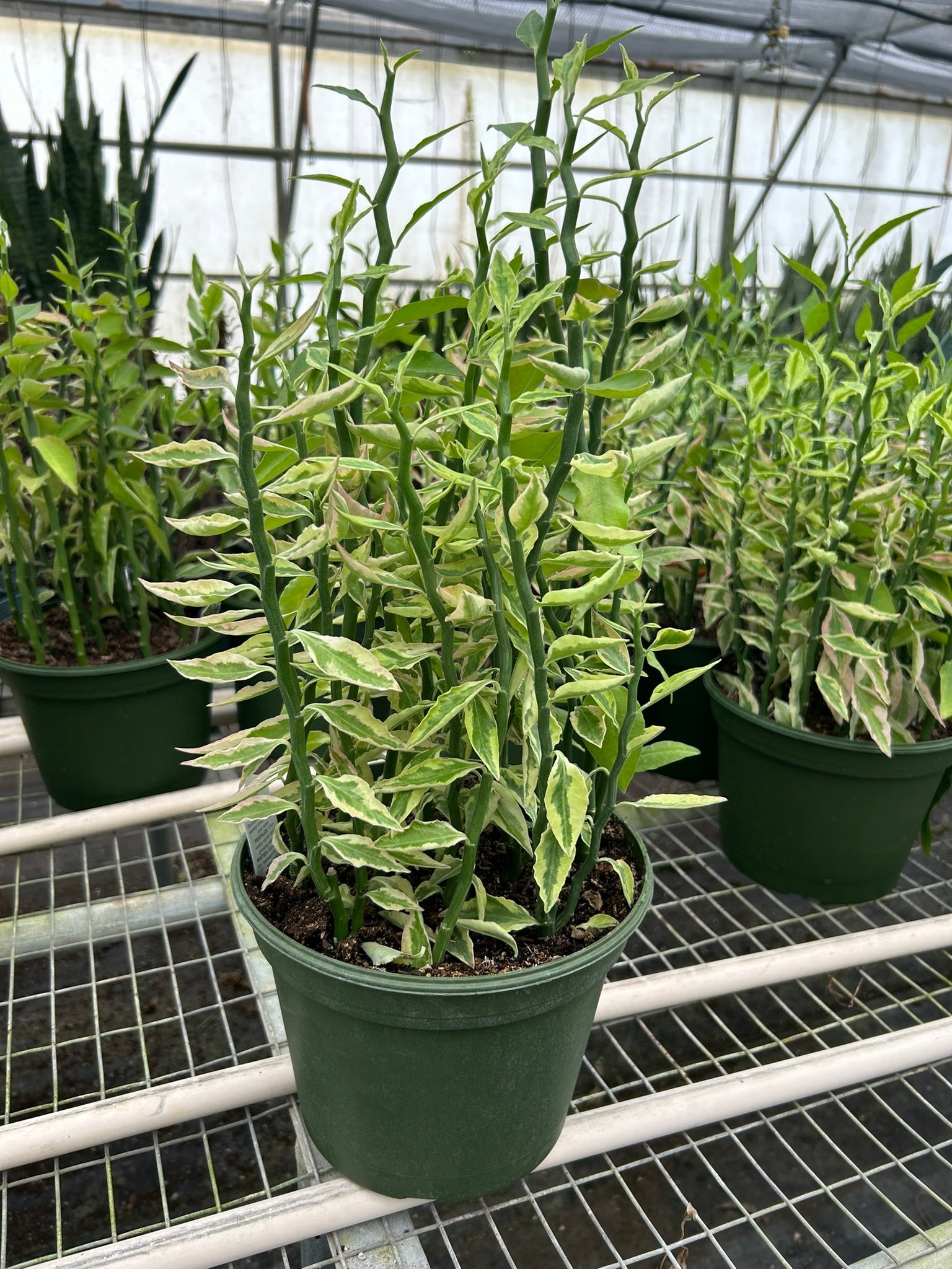 Variegated Devil's Backbone Euphorbia Succulent 4" Pot Austin Jungle Co.