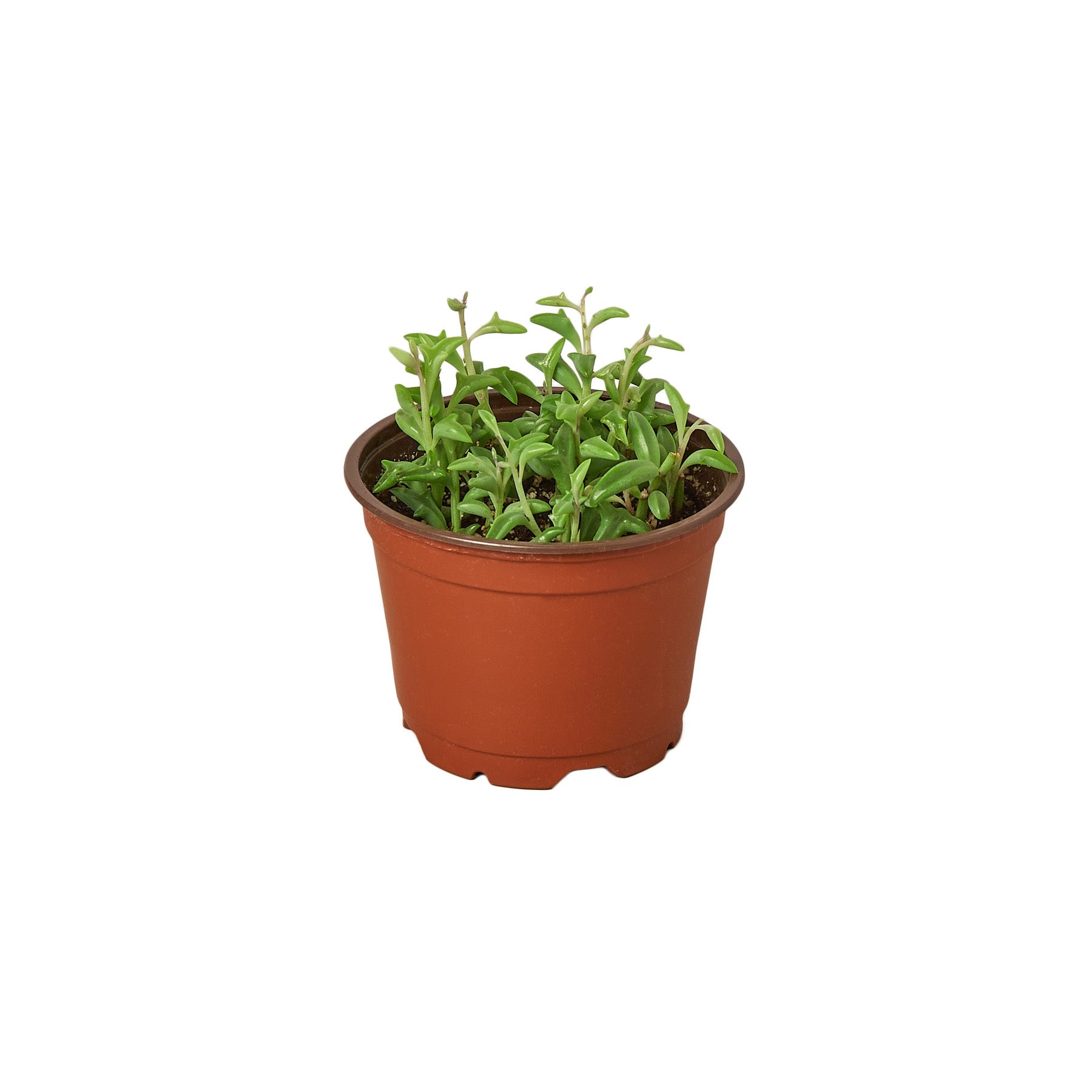 Succulent 'String of Dolphins' Succulent 4" Pot / Nursery Pot Austin Jungle Co.