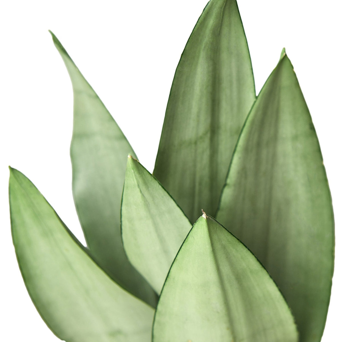 Snake Plant 'Moonshine' live plant, photo 4 - Austin Jungle Co.