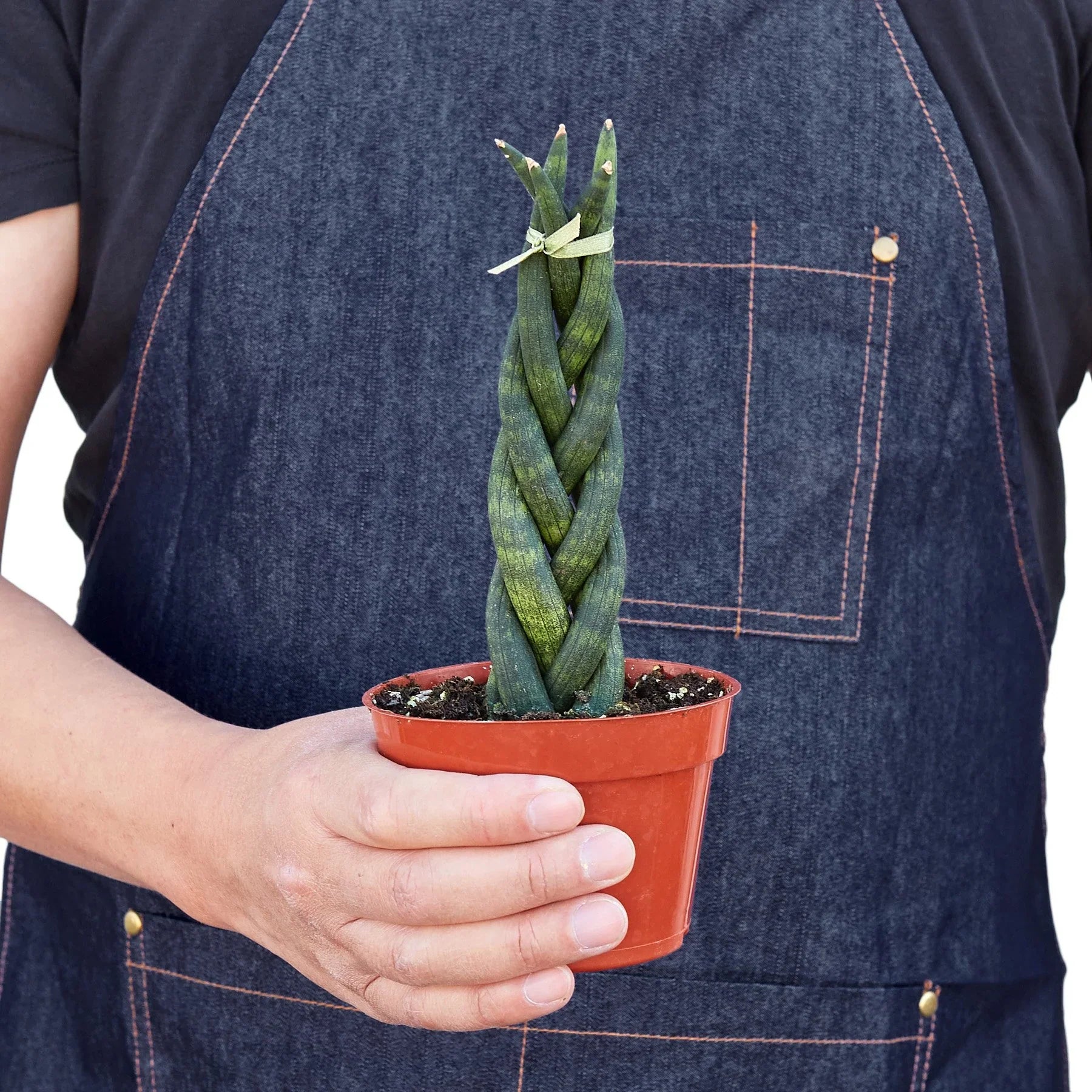 Snake Plant Braided - Austin Jungle Co.