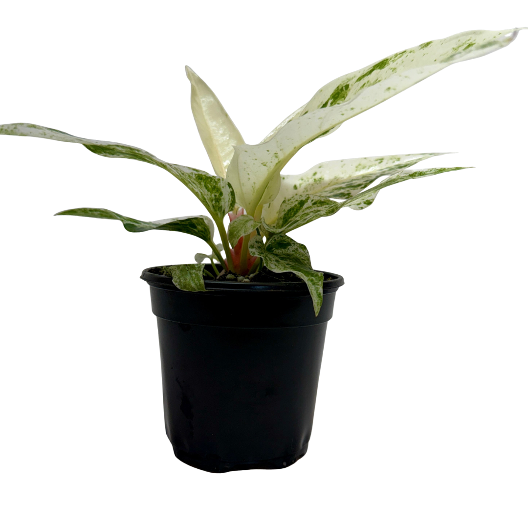 Anthurium 'Variegated Hookeri' live plant, photo 1 - Austin Jungle Co.