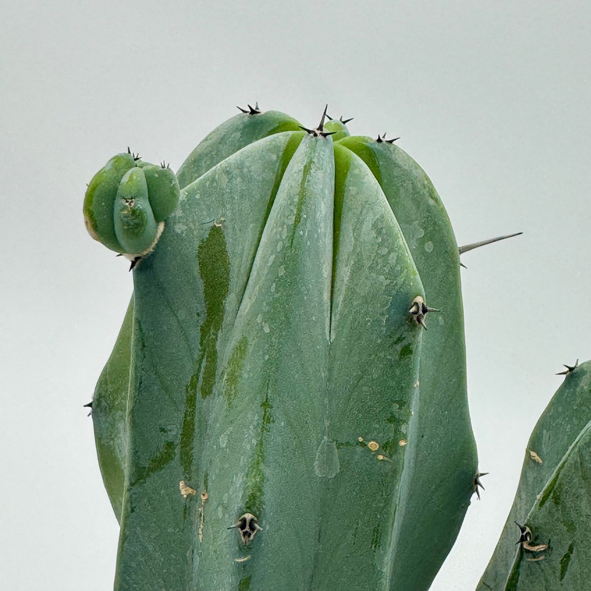 'Blue Candle' Cactus live plant, photo 3 - Austin Jungle Co.