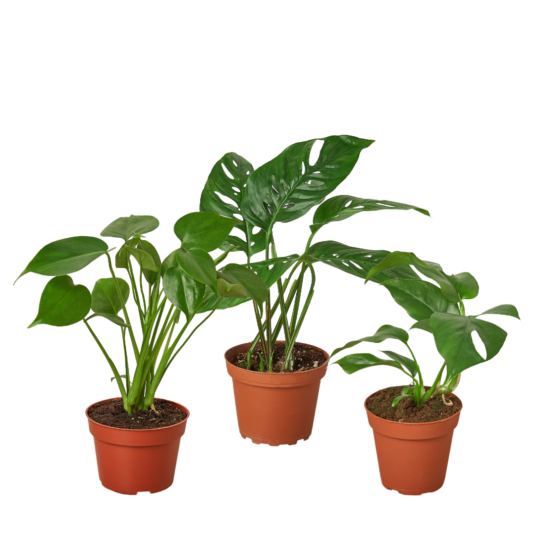 Monstera Bundle Bundle 4" Bundle Austin Jungle Co.