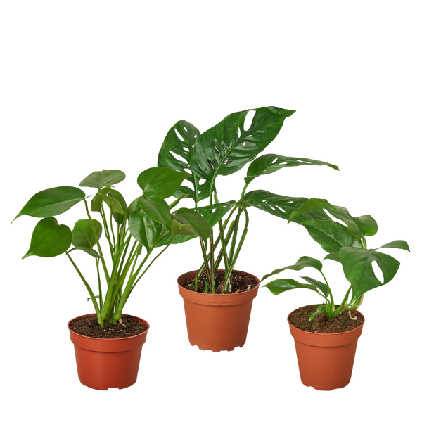 monstera plant austin Monstera Bundle 6