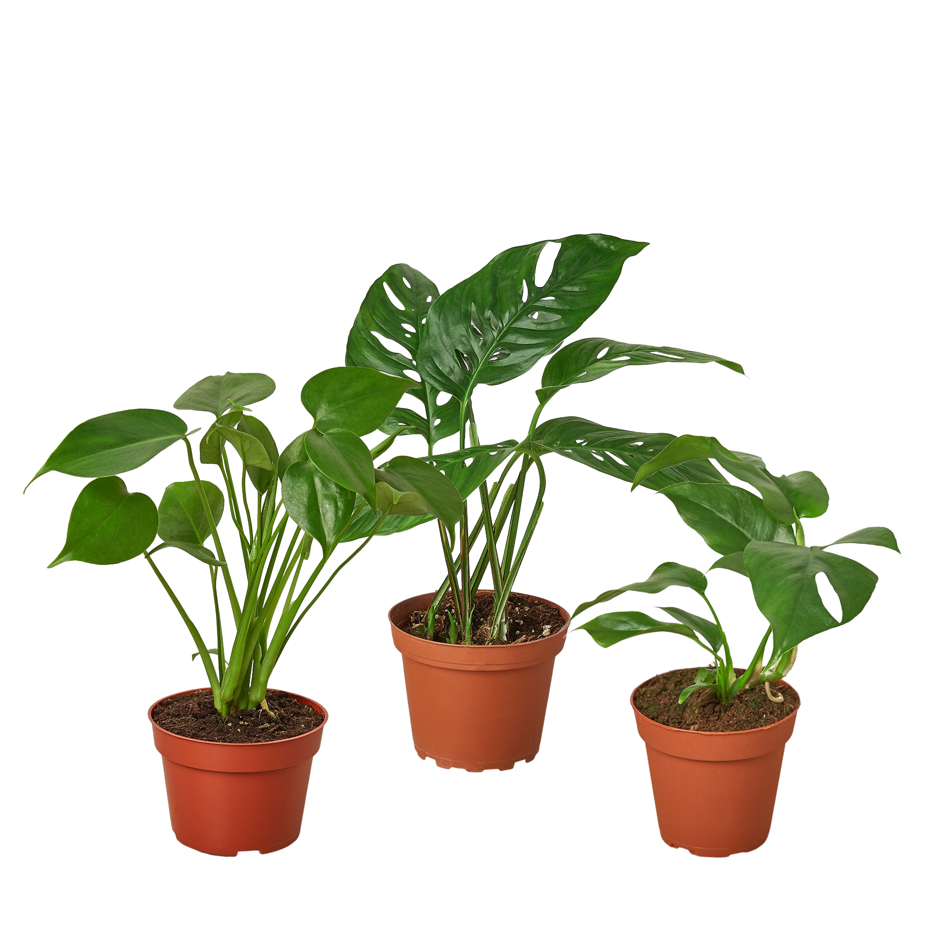 Monstera Bundle Bundle 4" Bundle Austin Jungle Co.