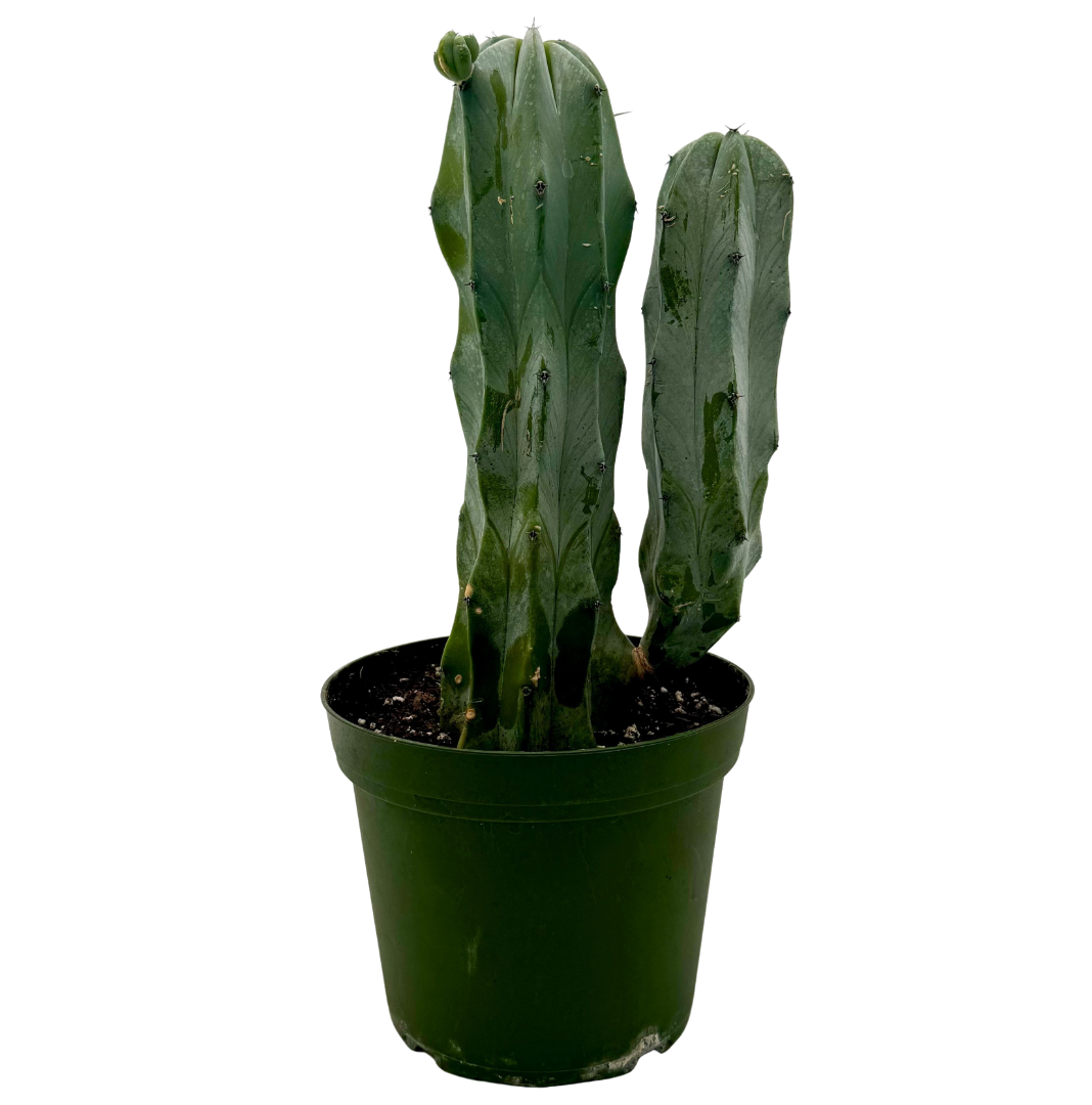 'Blue Candle' Cactus live plant, photo 1 - Austin Jungle Co.