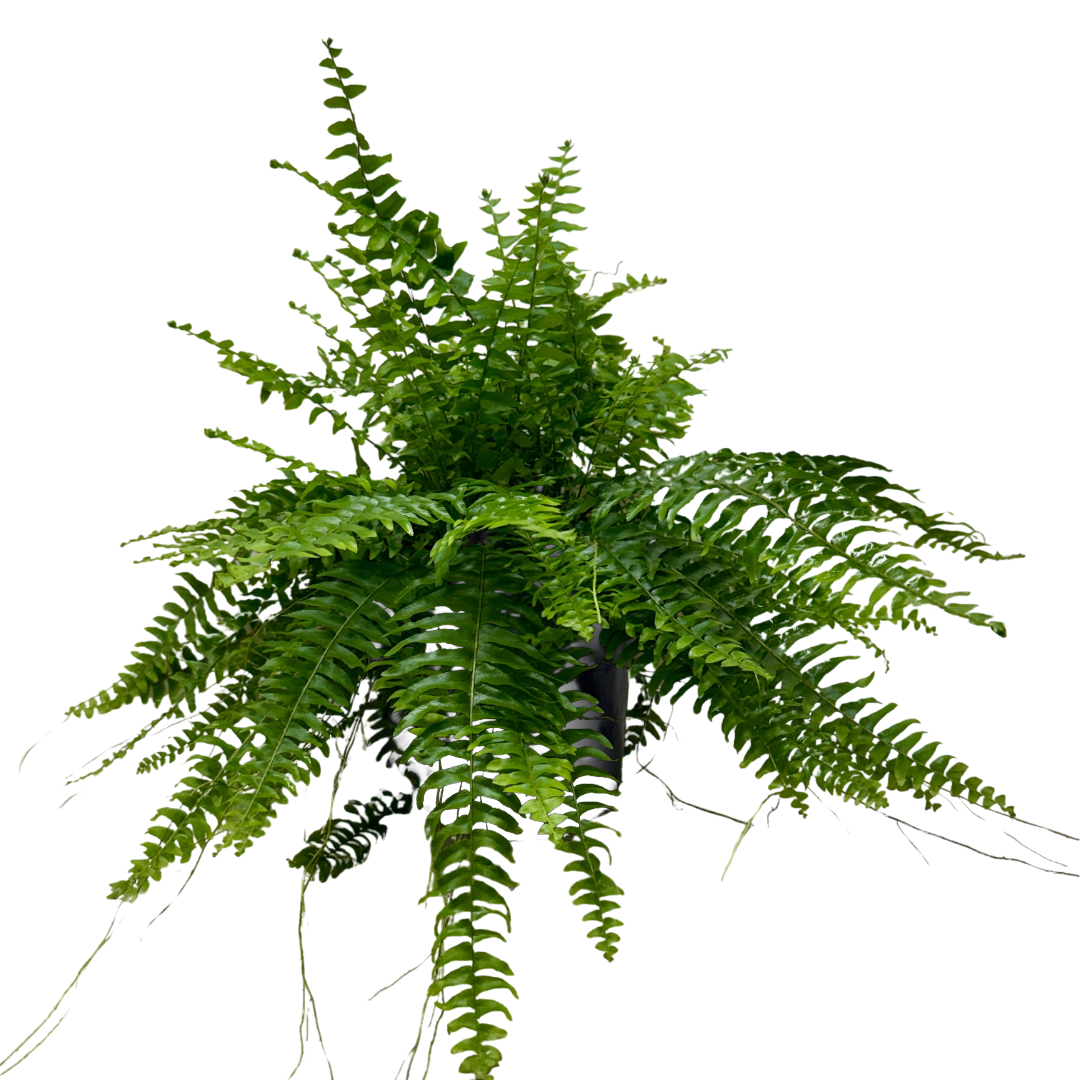 Boston Fern live plant, photo 1 - Austin Jungle Co.