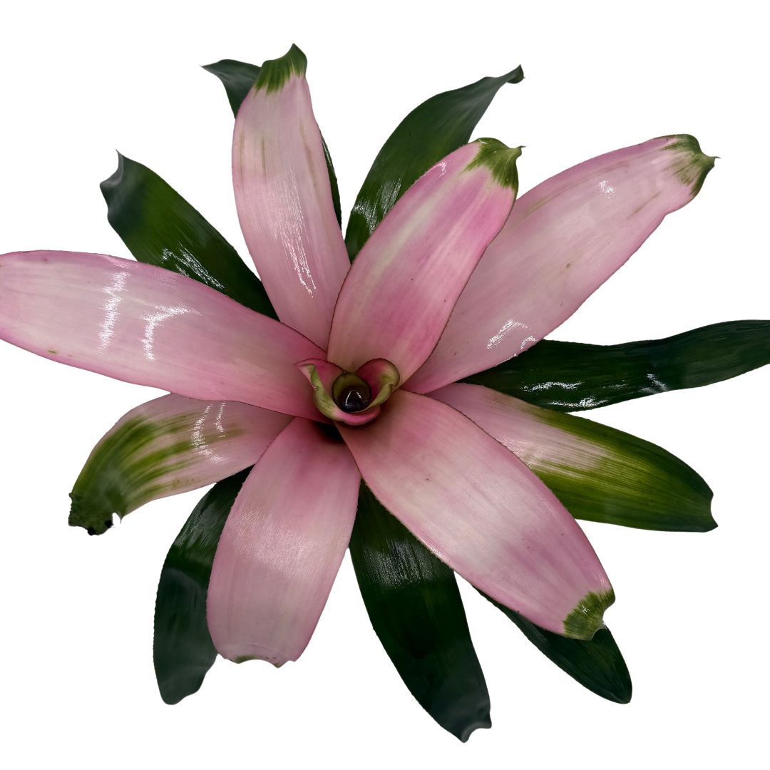 Bromeliad 'Cotton Candy' live plant, photo 1 - Austin Jungle Co.