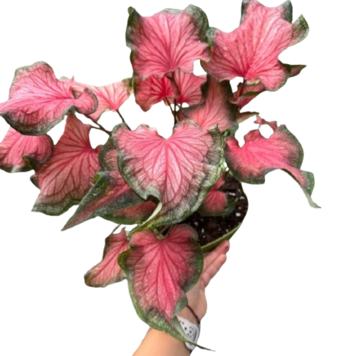 Caladium Red Flash 6" Pot Austin Jungle Co.