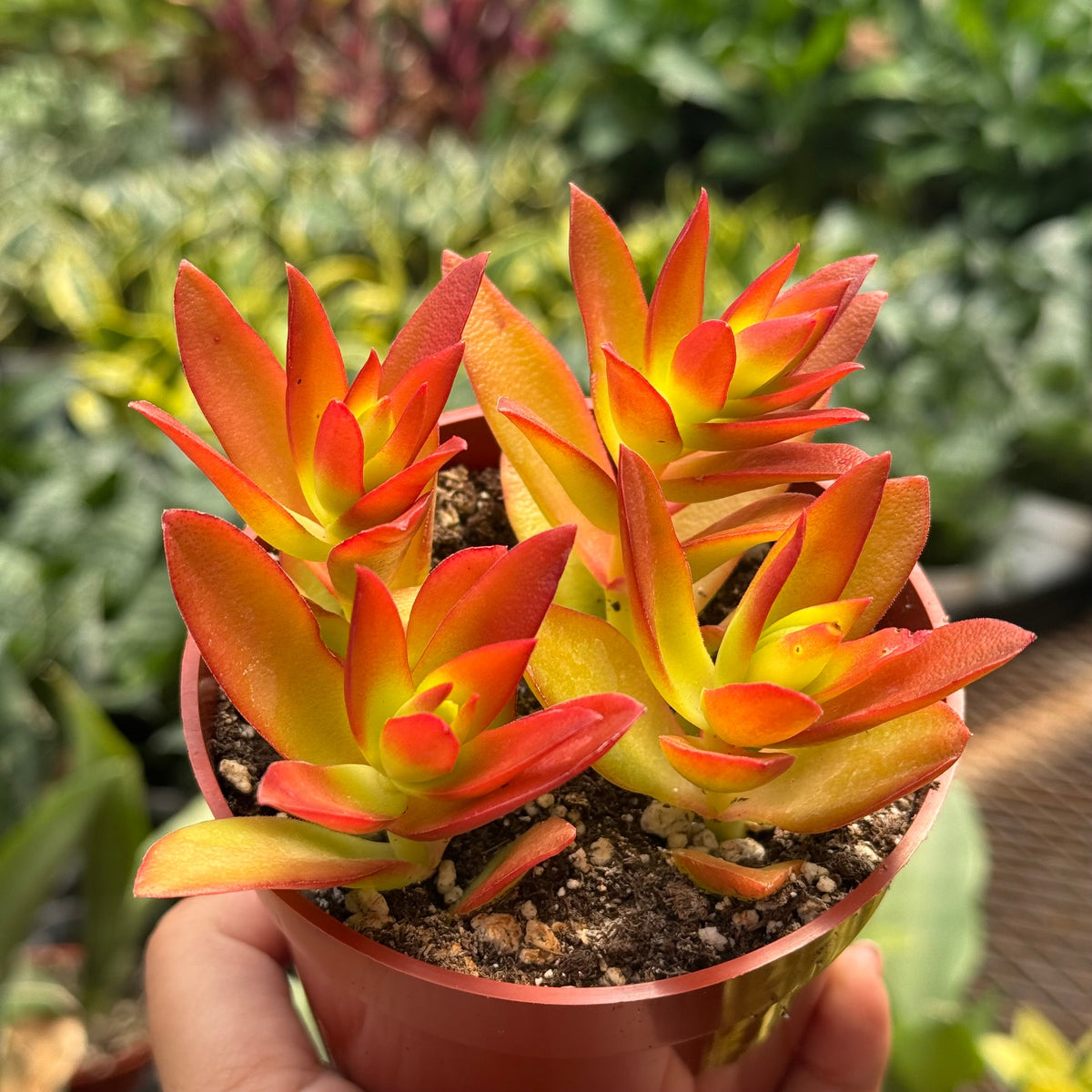 Succulent Crassula 'Campfire' live plant, photo 4 - Austin Jungle Co.