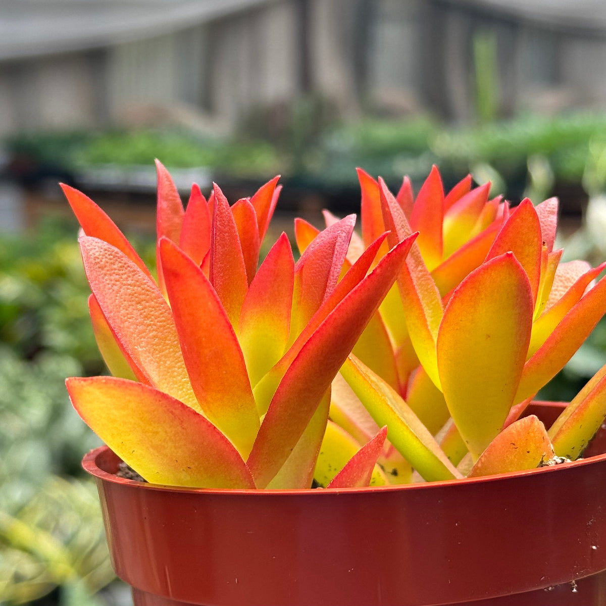 Succulent Crassula 'Campfire' live plant, photo 2 - Austin Jungle Co.
