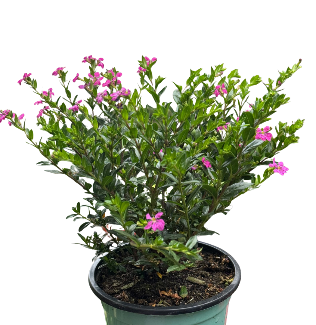 Cuphea Floriglory live plant, photo 1 - Austin Jungle Co.