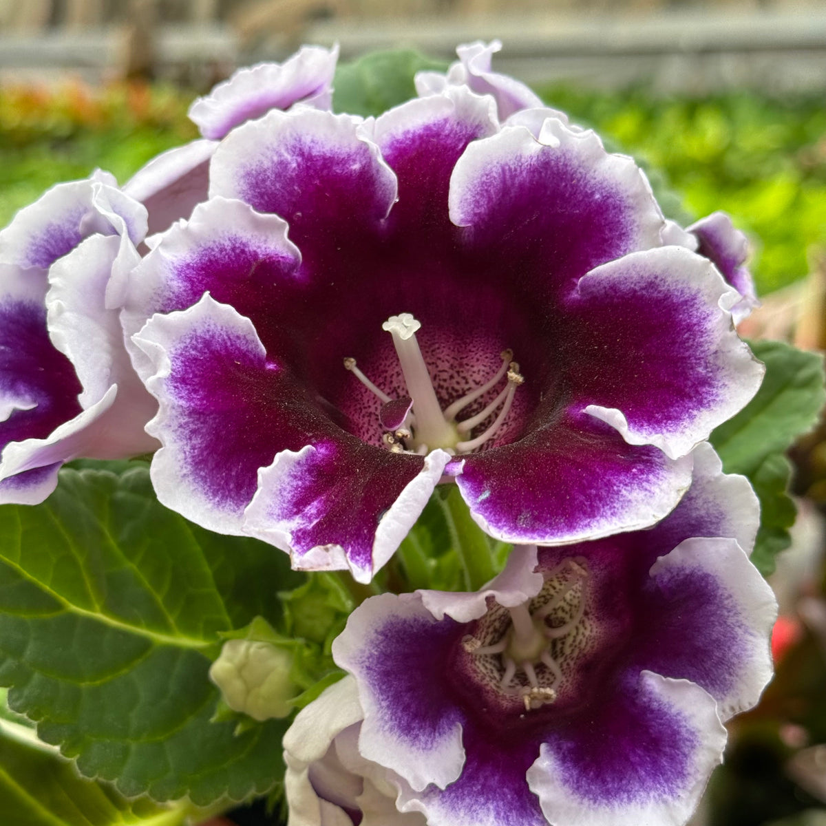 Gloxinia 'Bicolor' live plant, photo 2 - Austin Jungle Co.