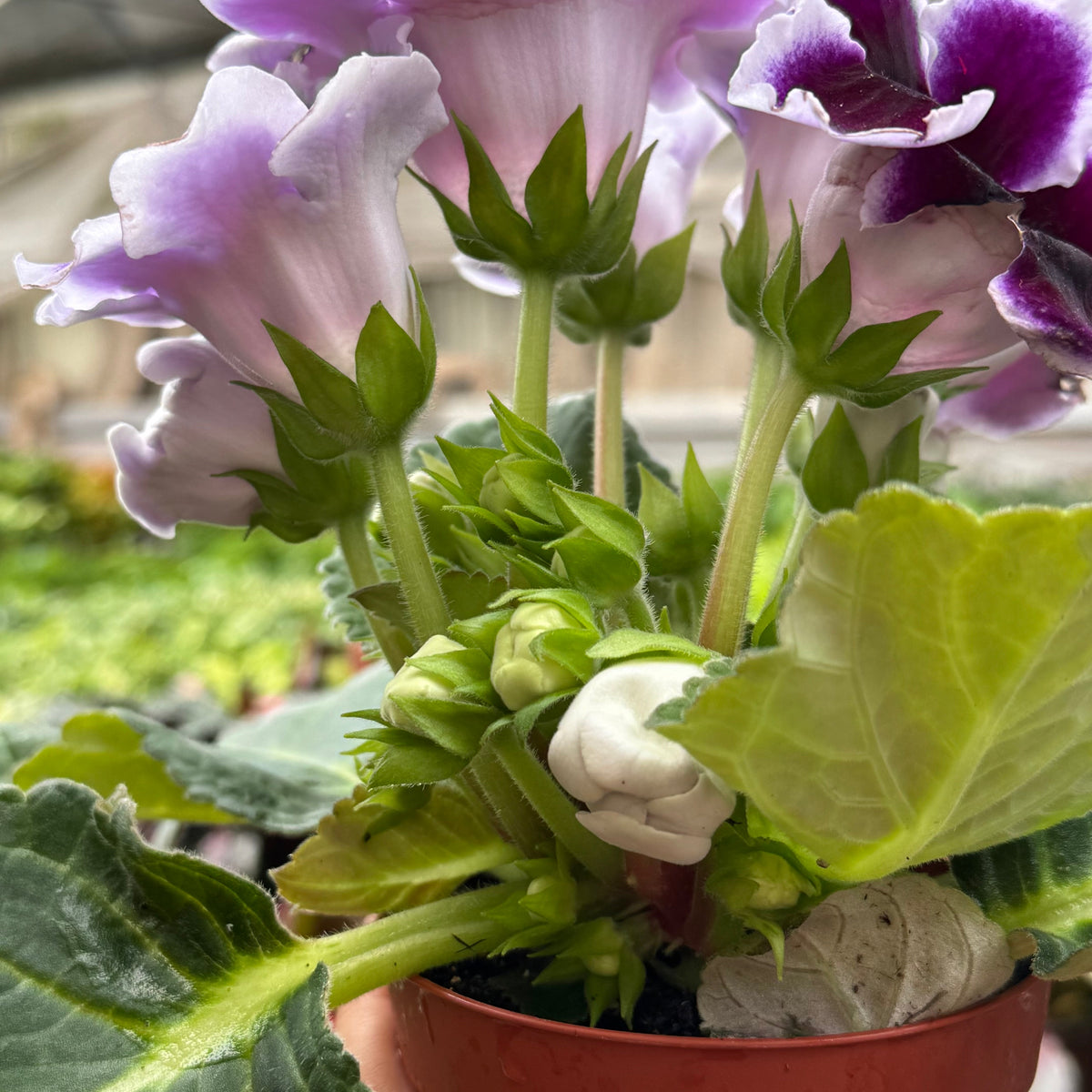Gloxinia 'Bicolor' live plant, photo 4 - Austin Jungle Co.