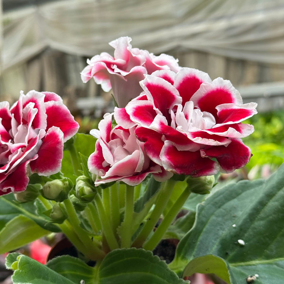 Gloxinia 'Bicolor' live plant, photo 6 - Austin Jungle Co.
